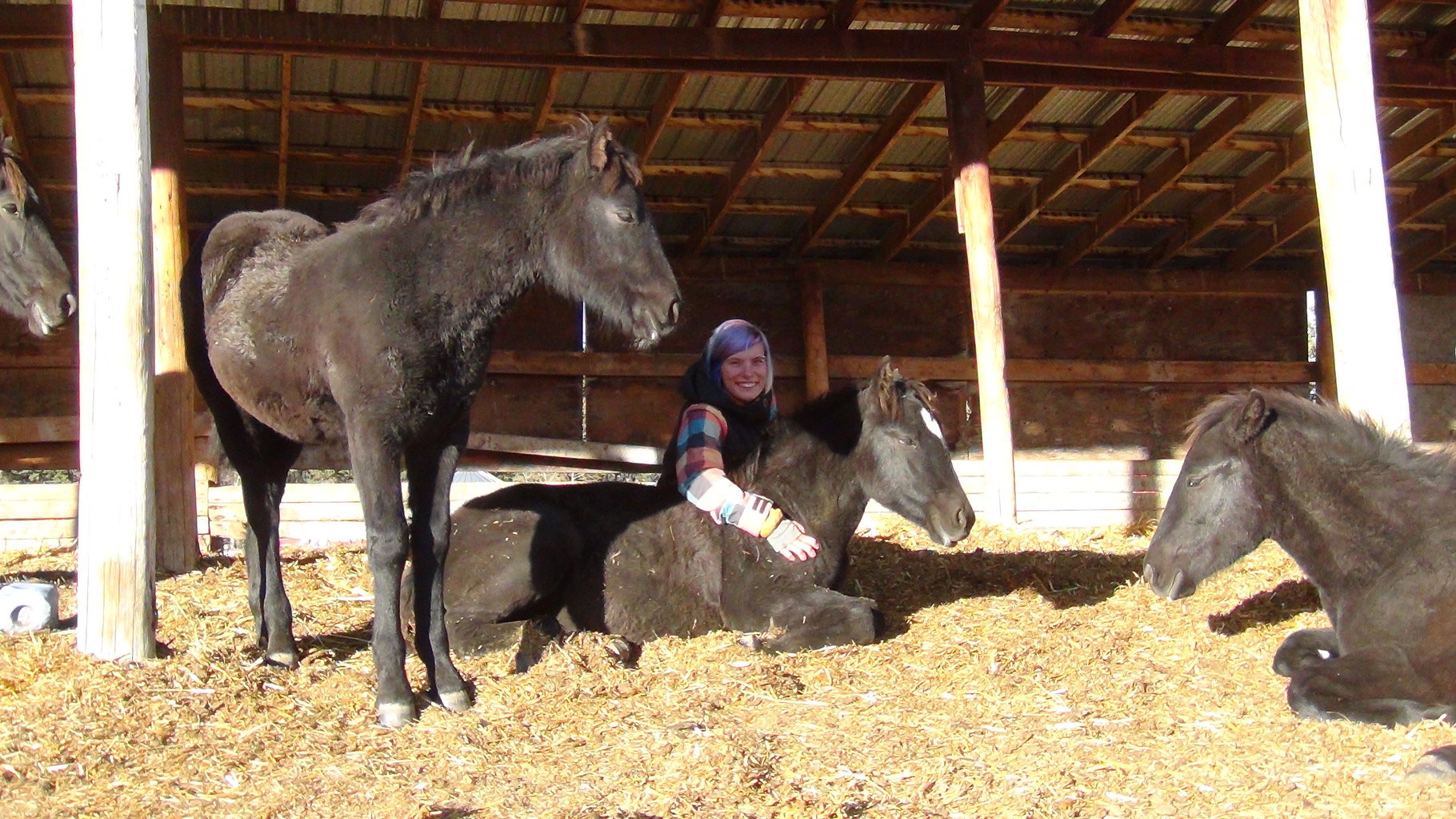 Contact Earl Blain Canadian Hay Ranch Canadian Horse Breeder in Calgary