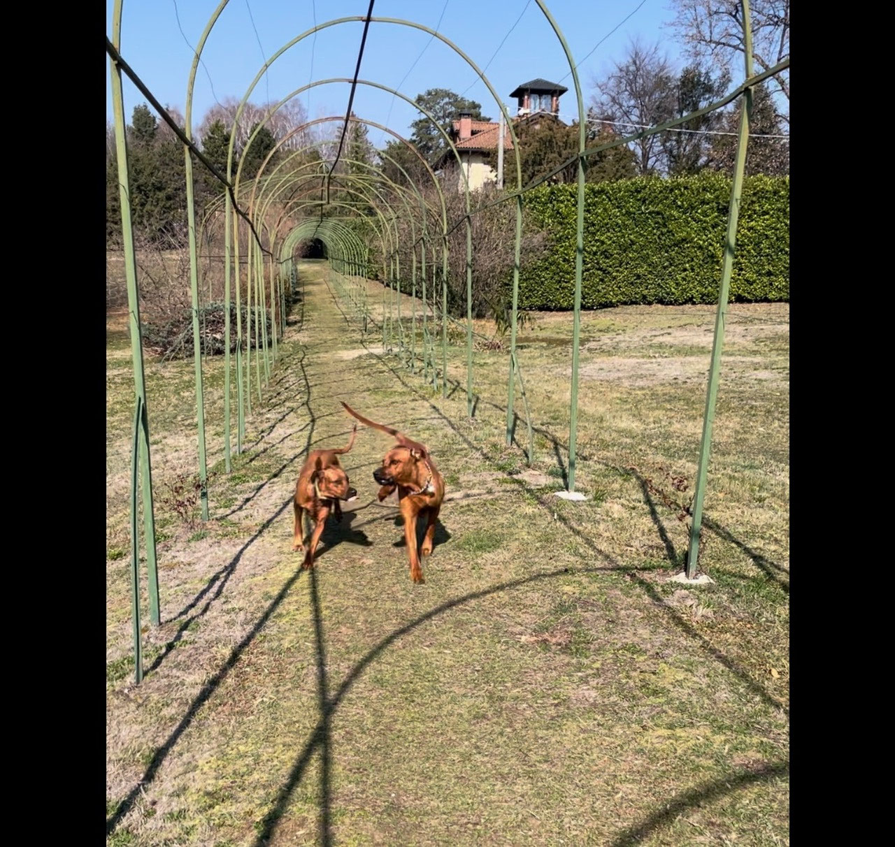 wedding - asarakya Rhodesian Ridgeback Zucht