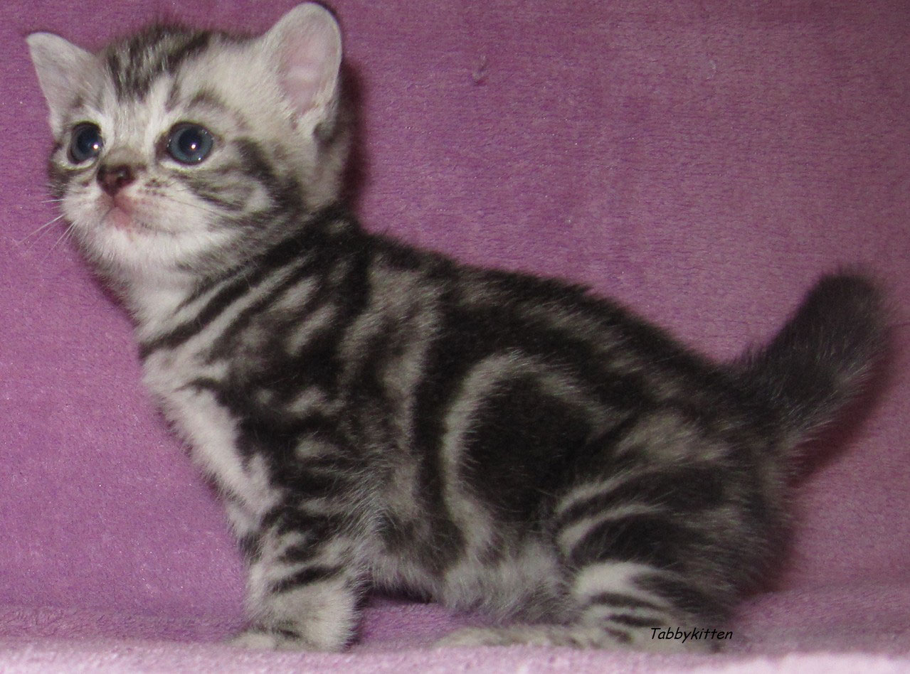 Kitten Tabbykittens Webseite