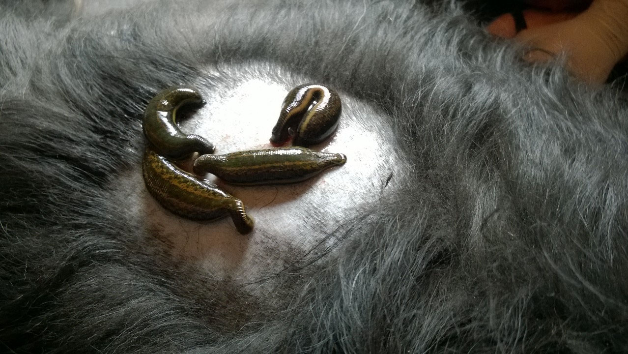 Blutegel Therapie Tierheilpraxis Villa Kunterbunt