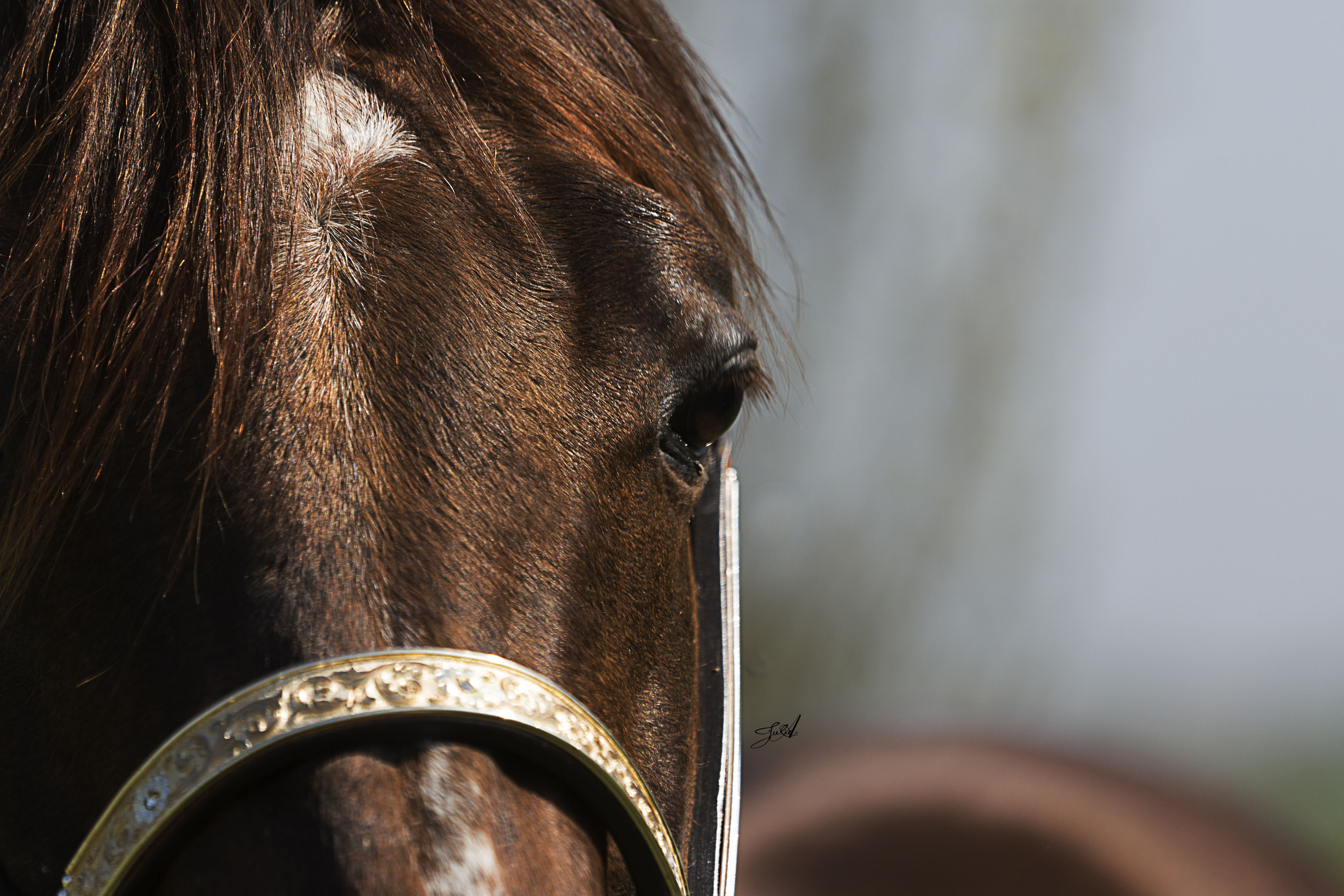 Nachzuchten Frozen Partners serving Europe with frozen semen