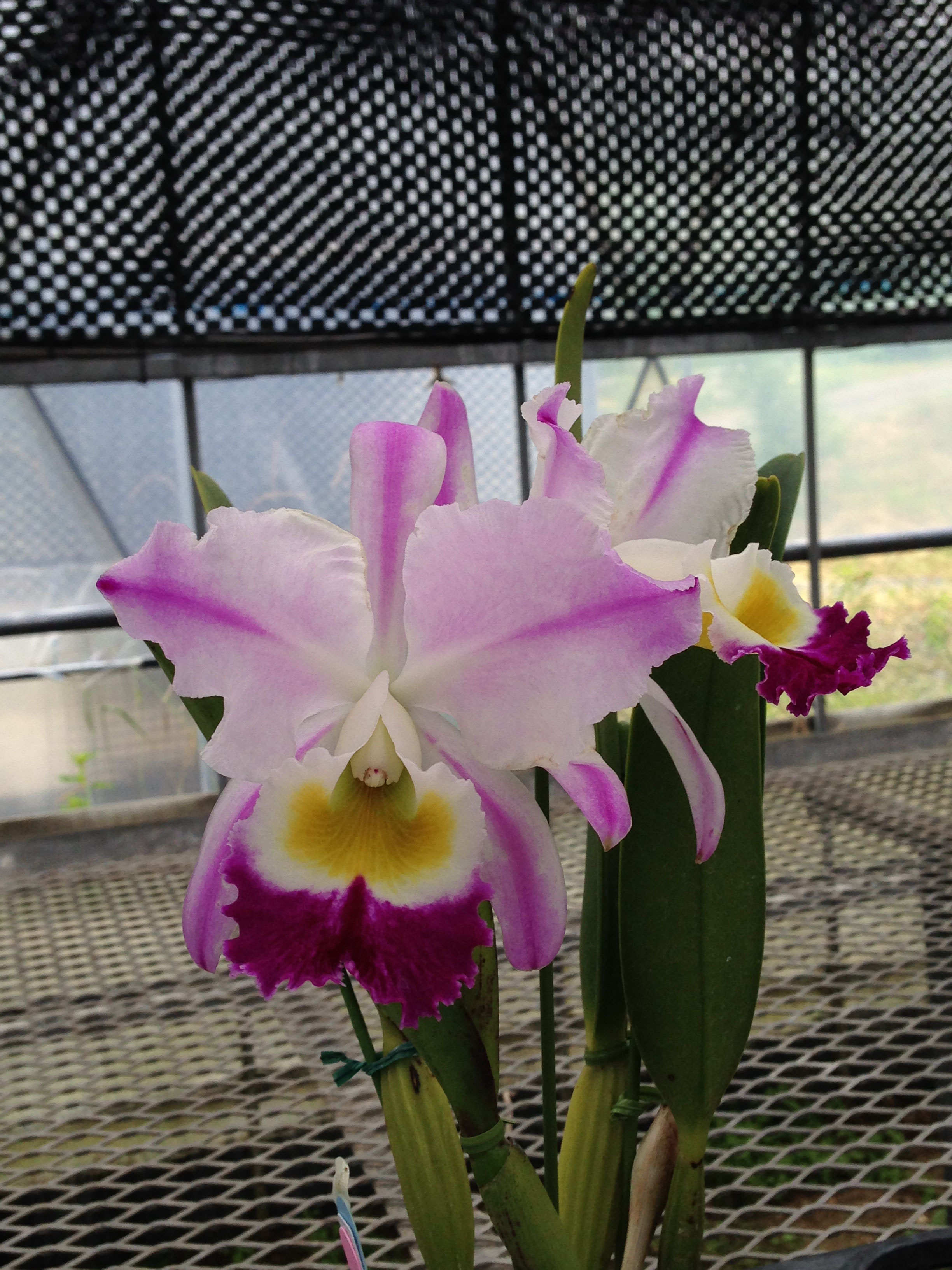 素晴らしいカトレアが咲きました！ - (株)東京オーキット・ナーセリー