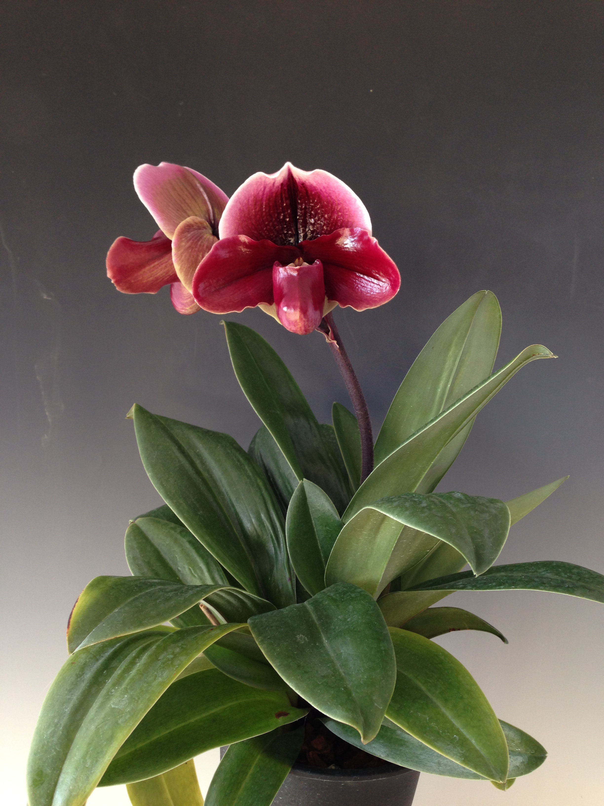 花さん専用 MSG-SAKURA SP'25/PH SKP-GRD | Deviser ｜株式会社ディバイザー