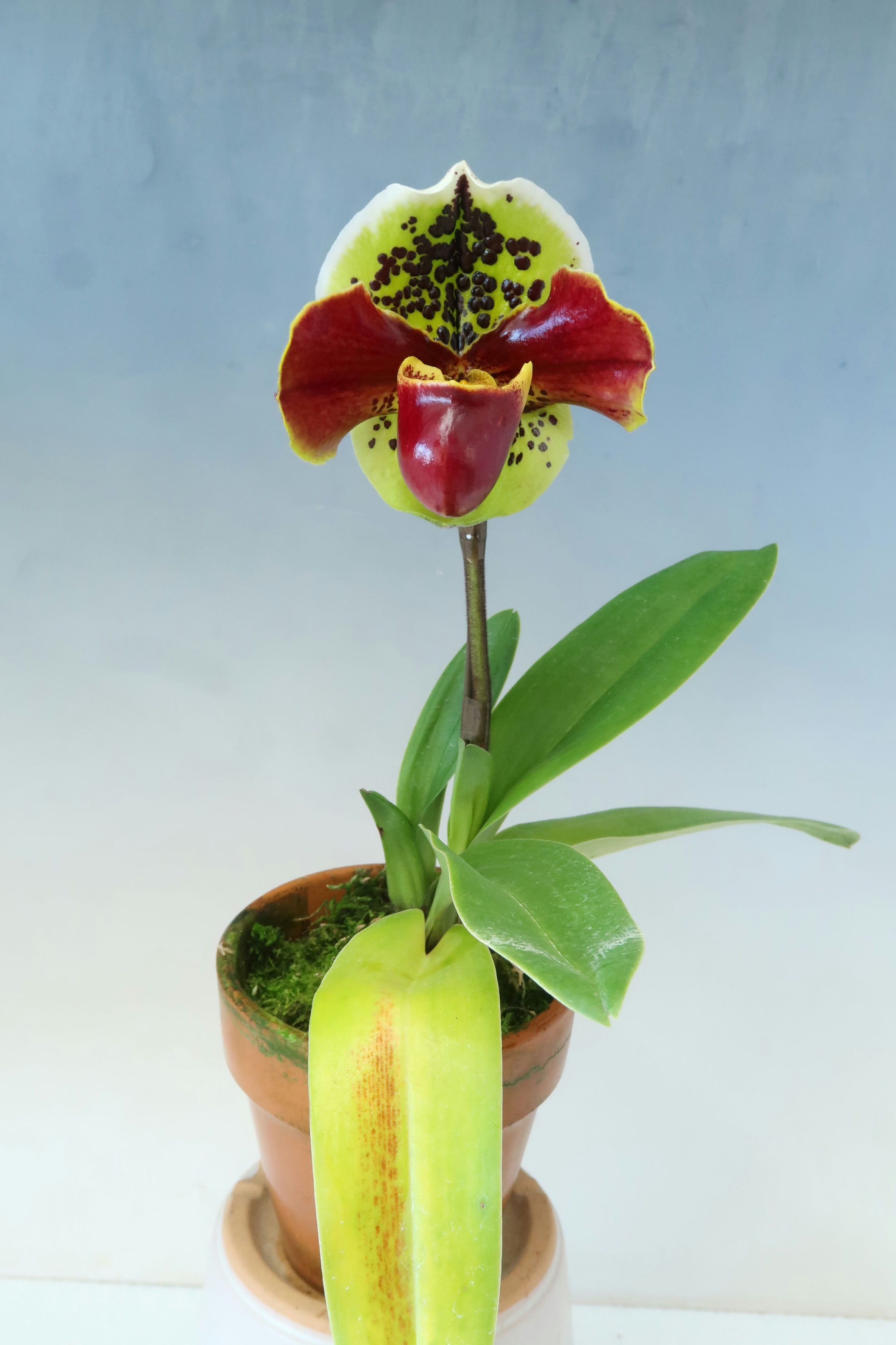 商品3815 - (株)東京オーキット・ナーセリー