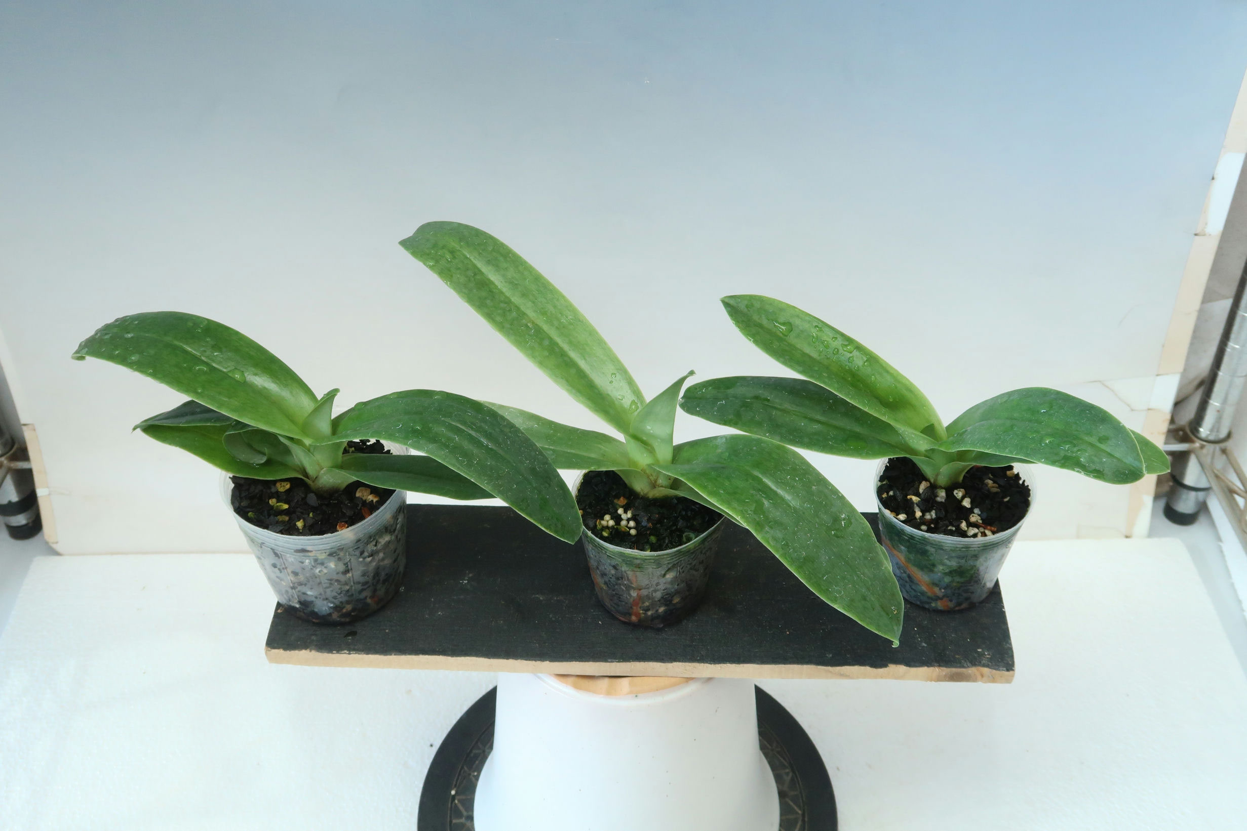 商品3851 - (株)東京オーキット・ナーセリー