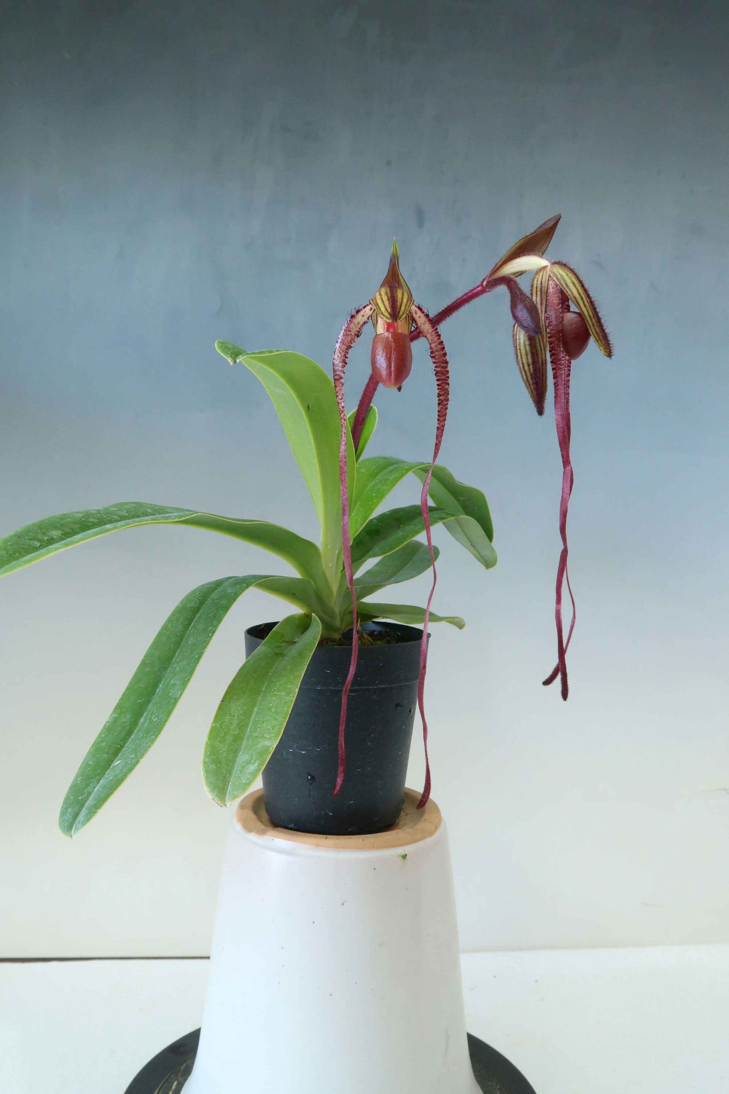 商品3845 - (株)東京オーキット・ナーセリー