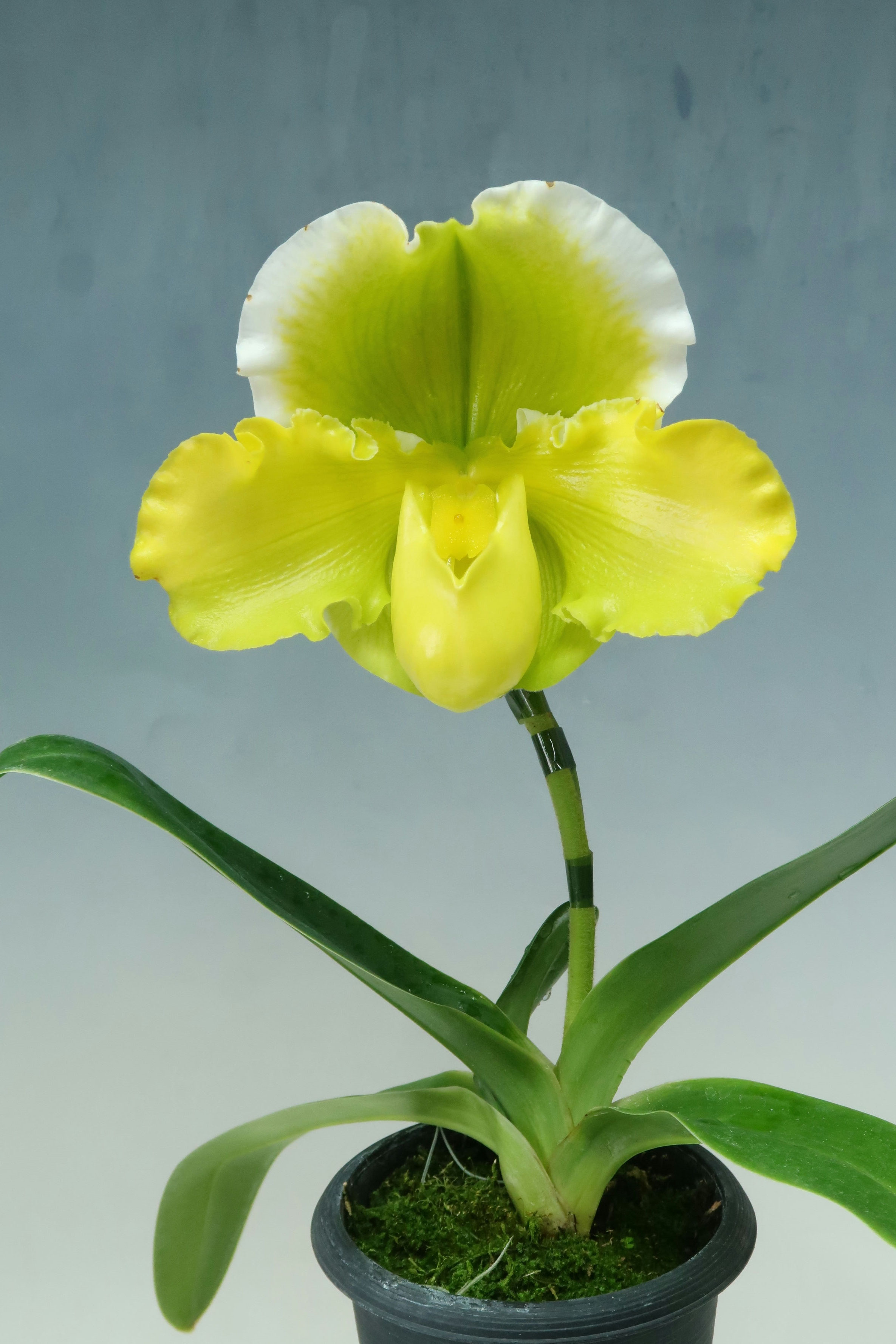 商品3827 - (株)東京オーキット・ナーセリー