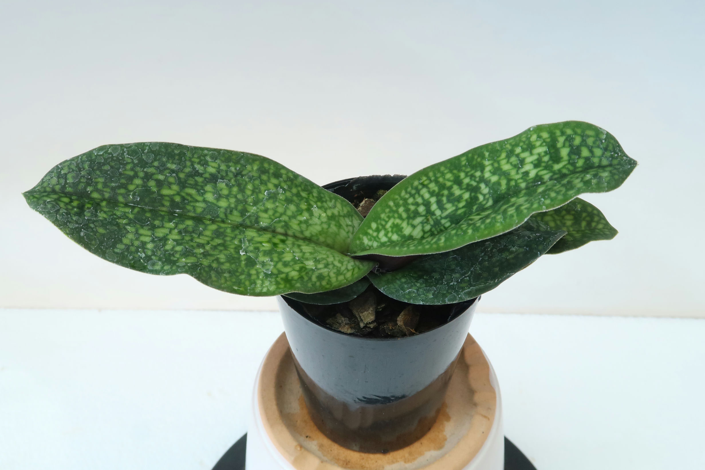 商品3766 - (株)東京オーキット・ナーセリー