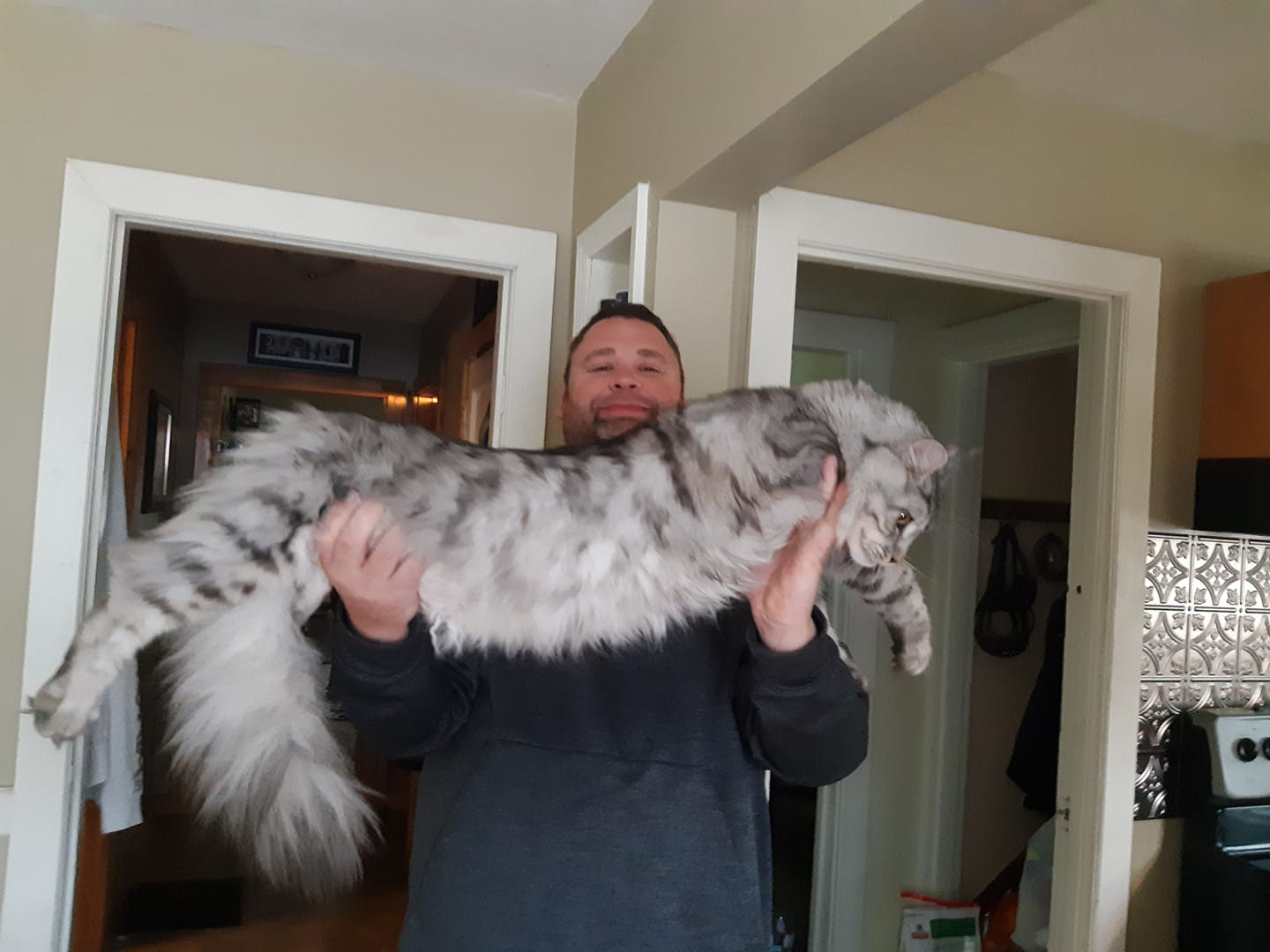 Maine Coon Kittens For Sale Buy A Giant Maine Coon Maine Coon Breeders Tica Cfa Usa Giant Maine Coon Cat For Sale Near Me Russian Maine Coon