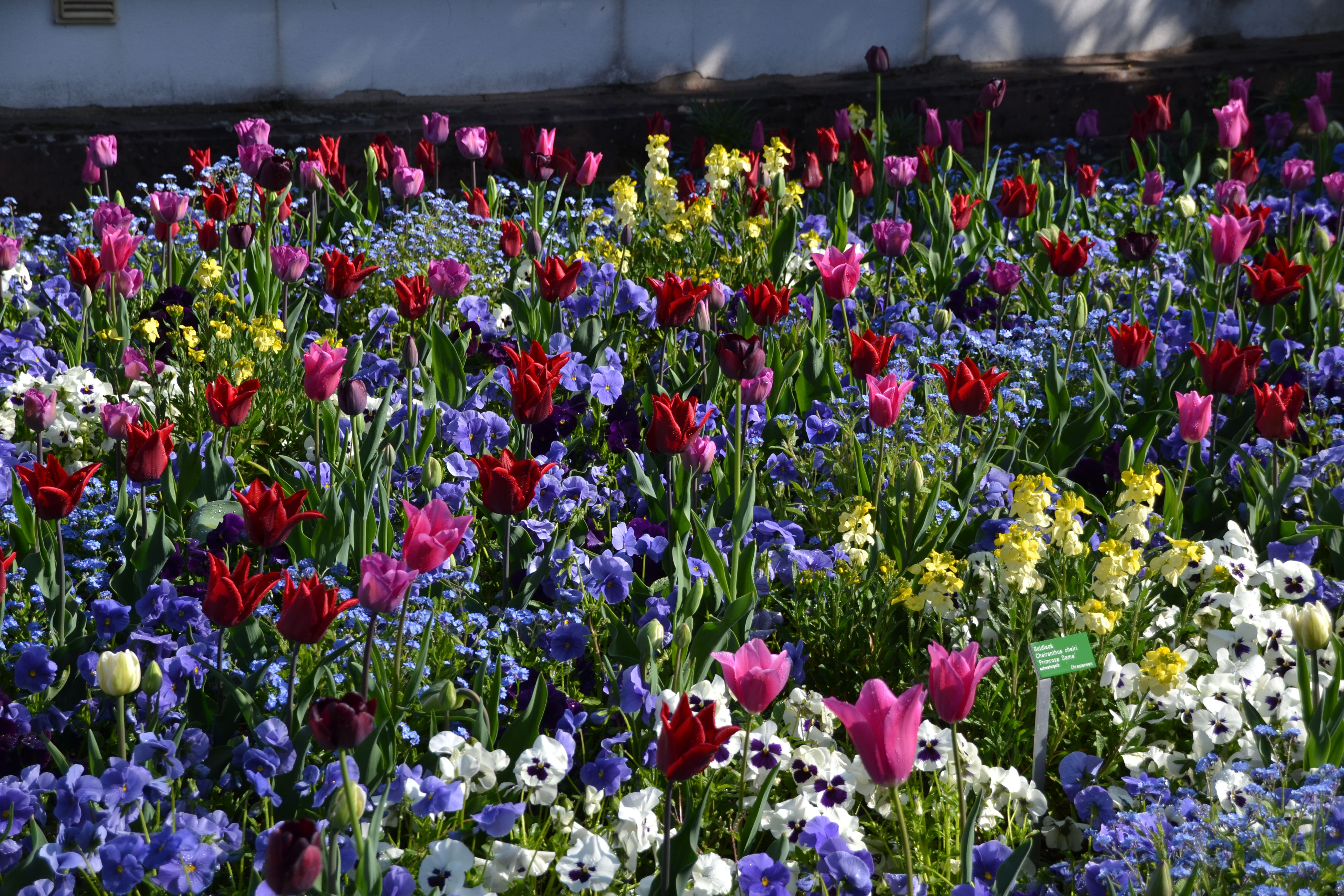 Farben Anregungen für die Gestaltung von Staudenbeeten Cimiotti's