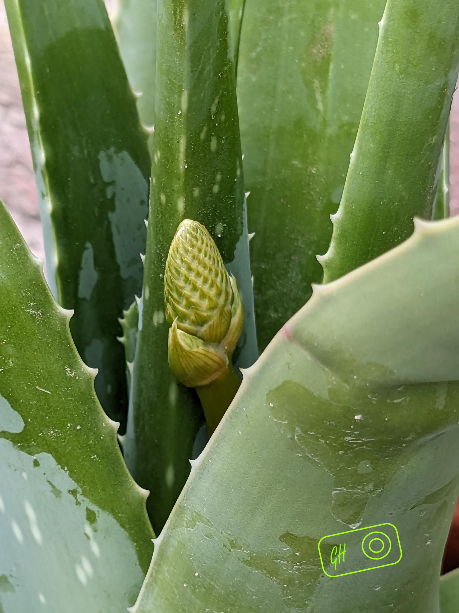 Unsere Pflanzen A bis M - franziskaner-klostergarten-breisach