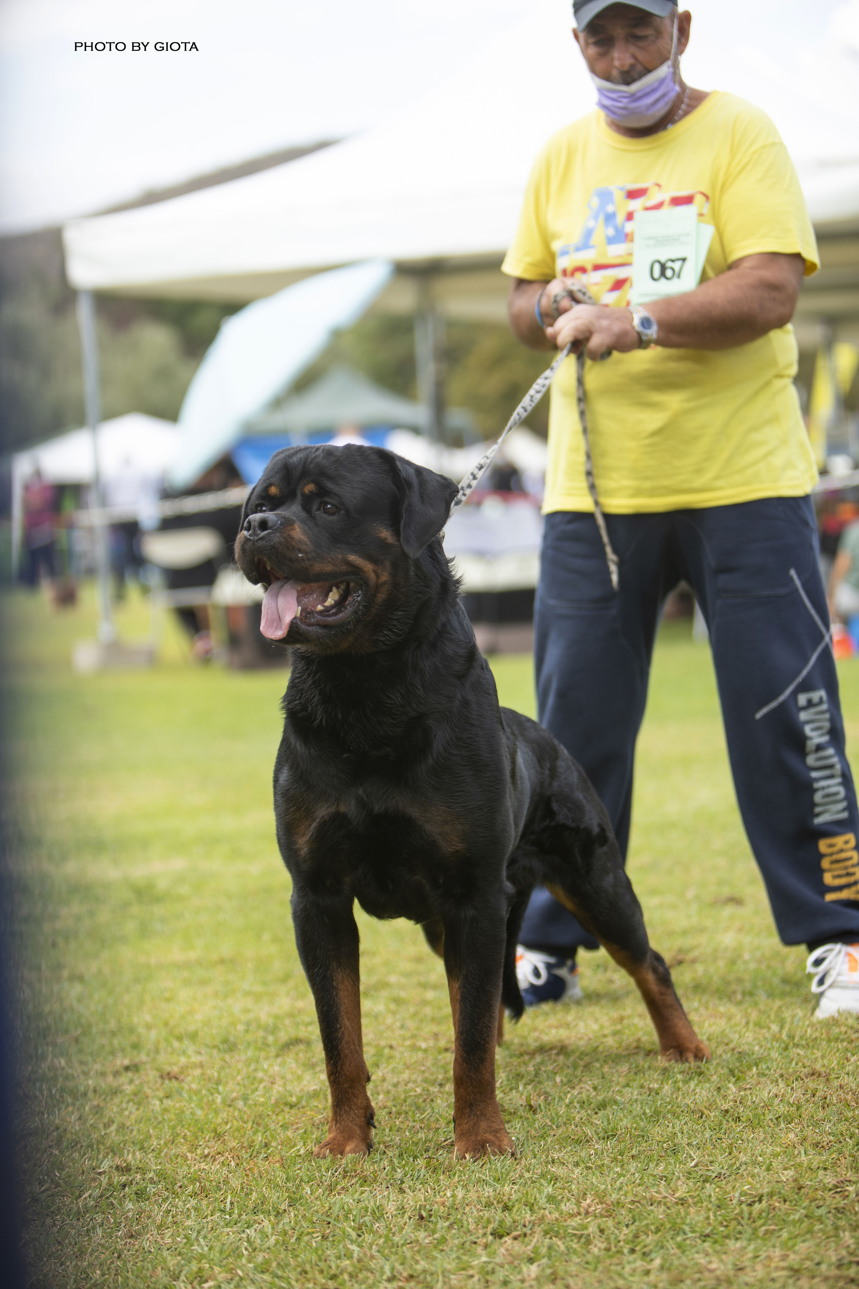 JAGUAR Rottweiler Bistolrot Kennel Ροτβαιλερ Εκτροφεο