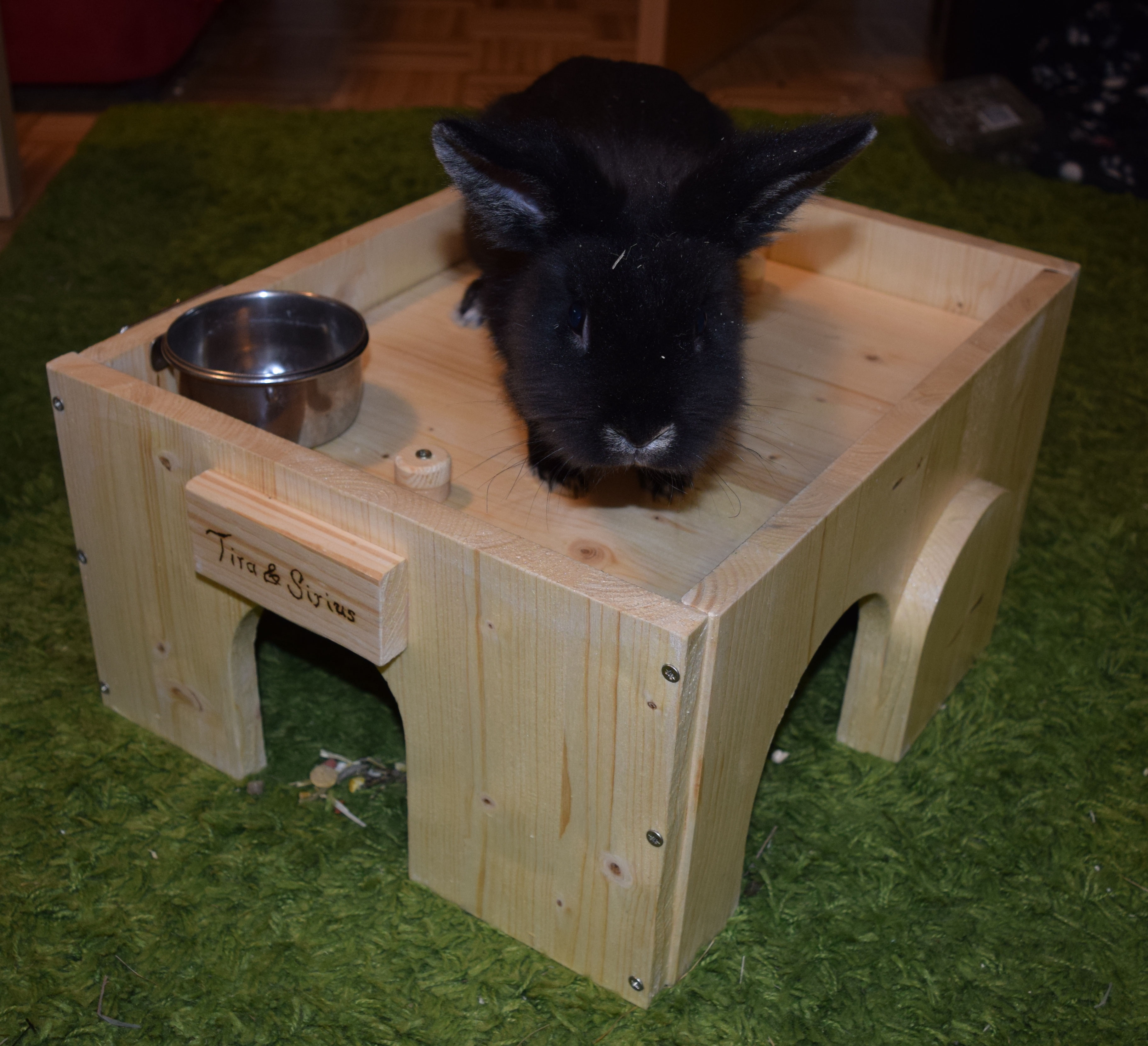 Download Bereich Animal Train