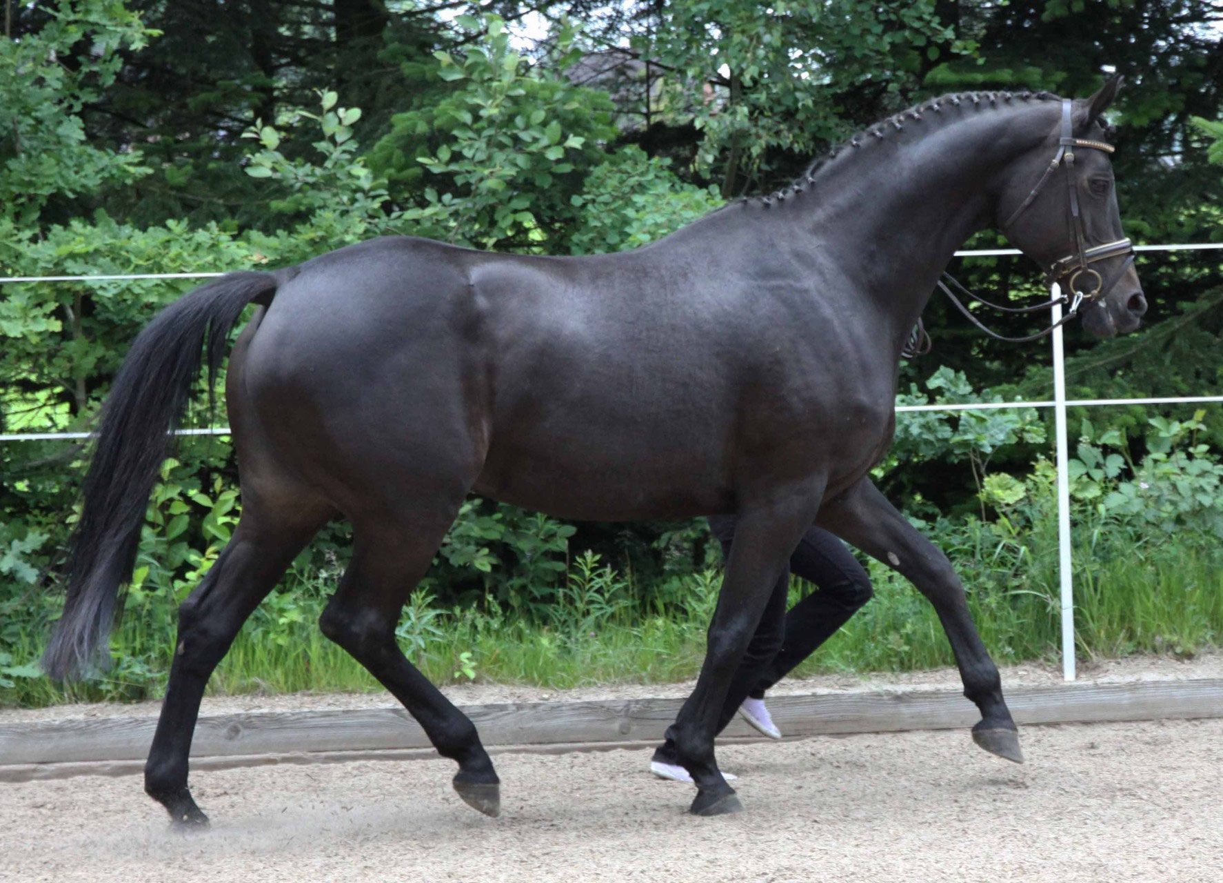Traumliebe - Trakehner Gestüt Krussenhof aus Holm
