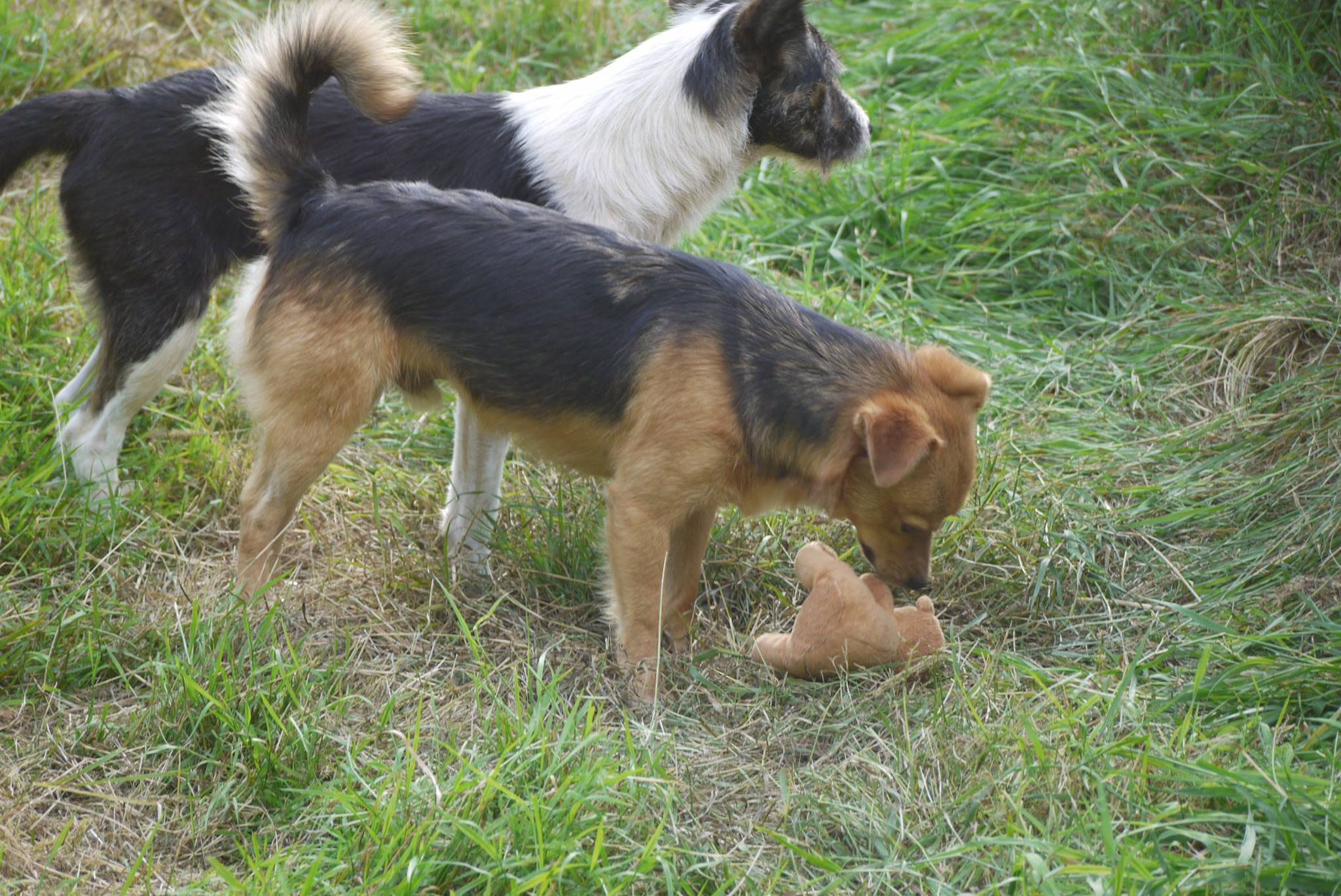 Finn vermittelt Schutzhof für Hunde, Rumänien Hundevermittlung