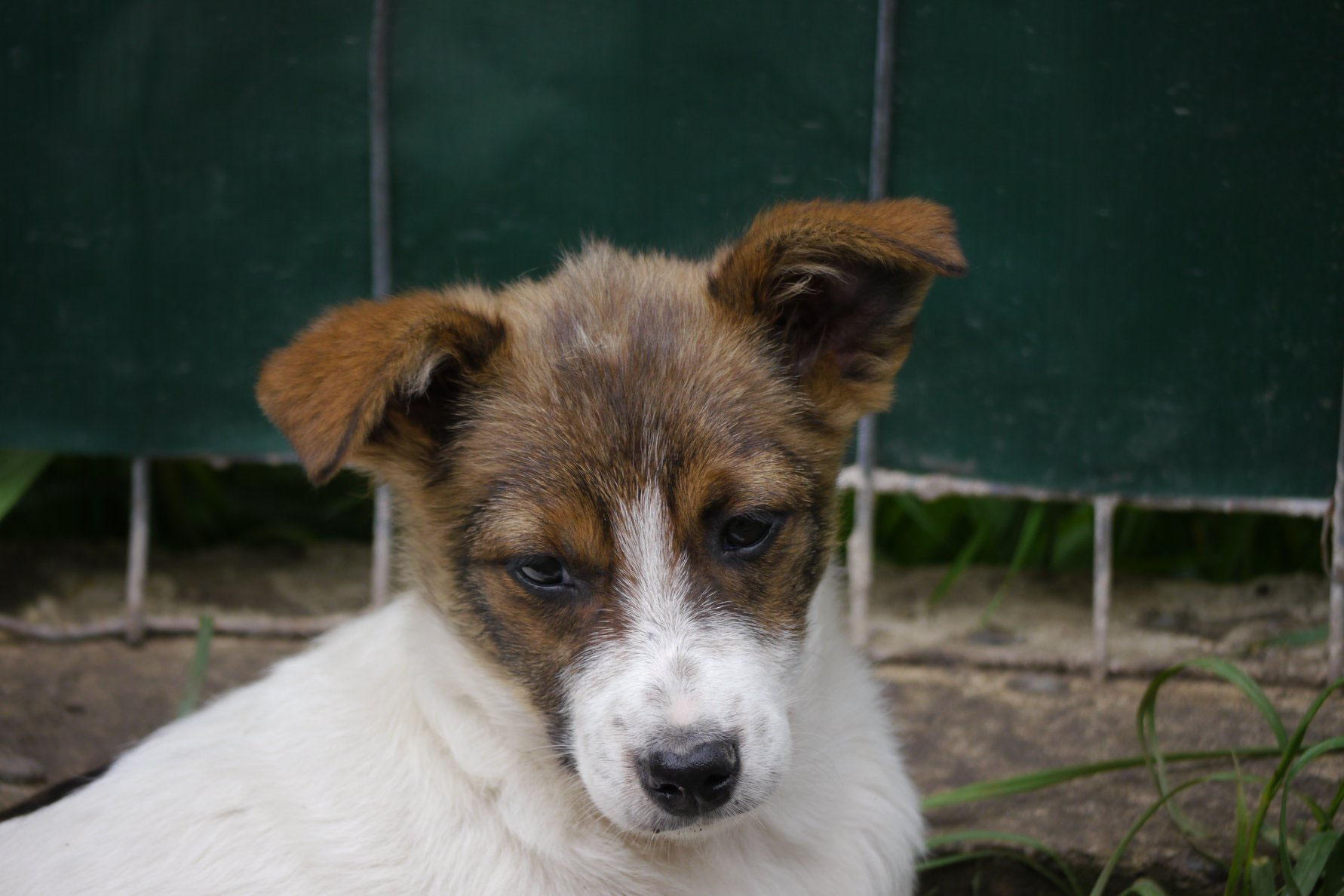 Josie (zur Vermittlung in DE) Schutzhof für Hunde, Rumänien