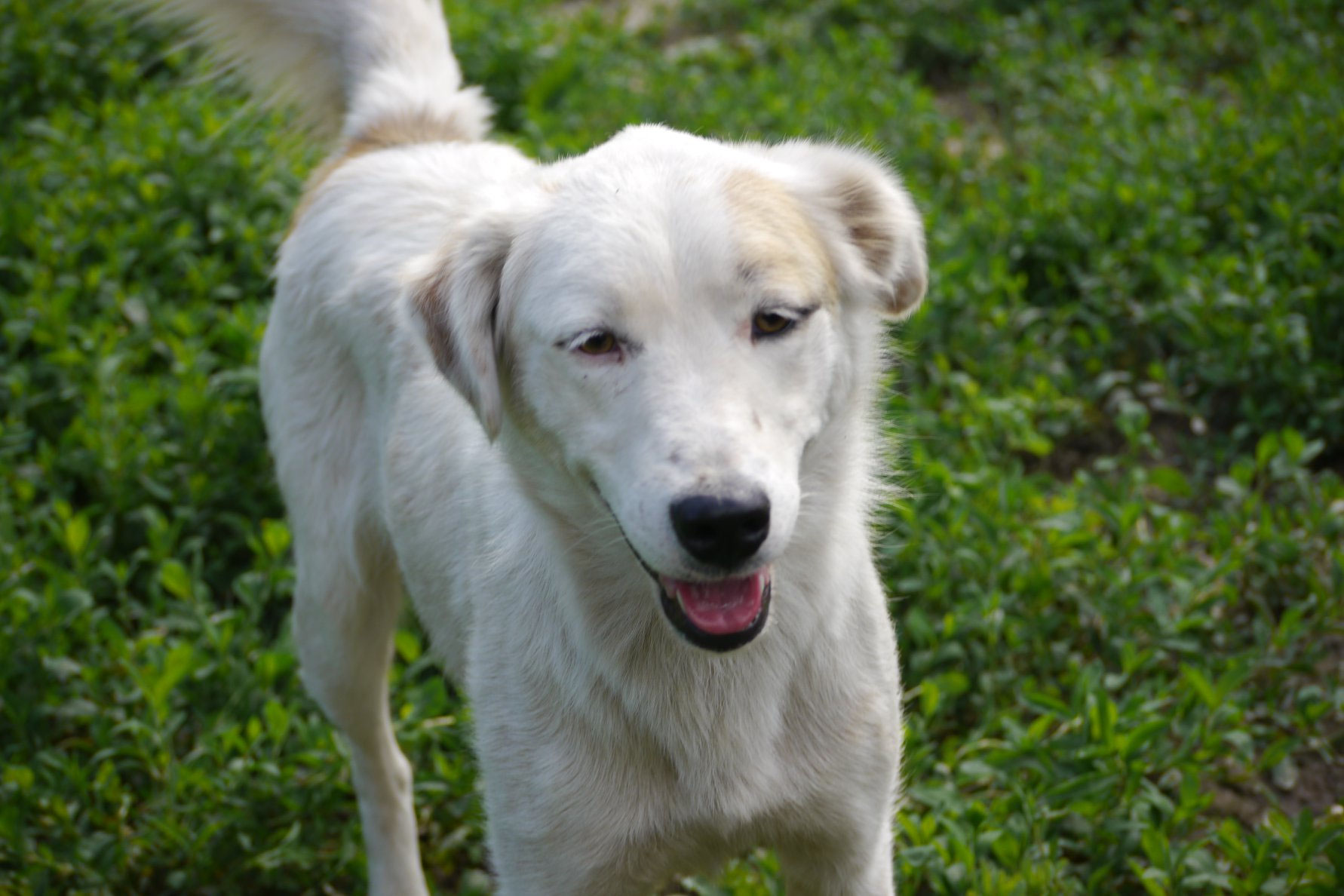 Lina (zur Vermittlung in DE) Schutzhof für Hunde, Rumänien