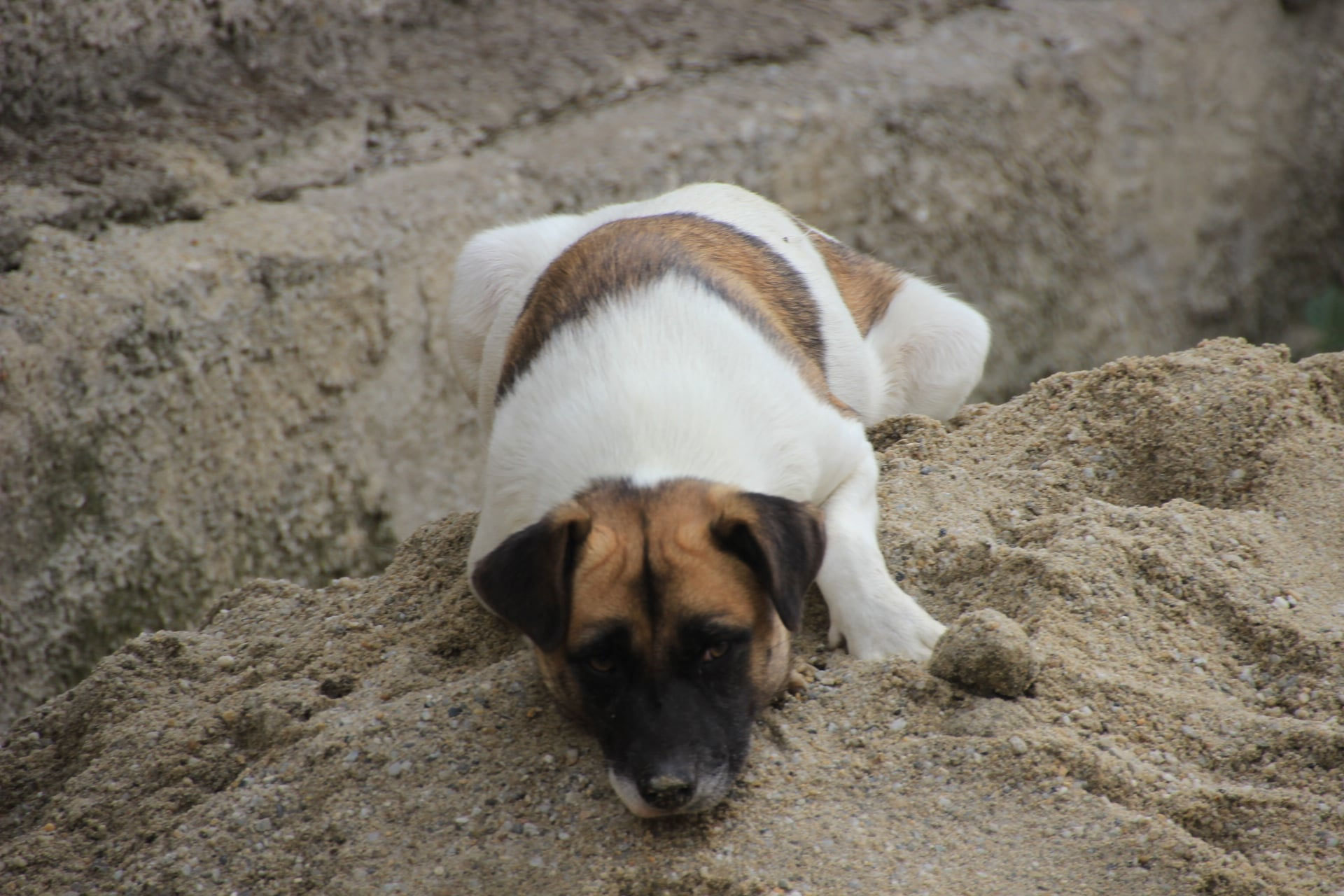 Buffy (zur Vermittlung in DE) Schutzhof für Hunde, Rumänien