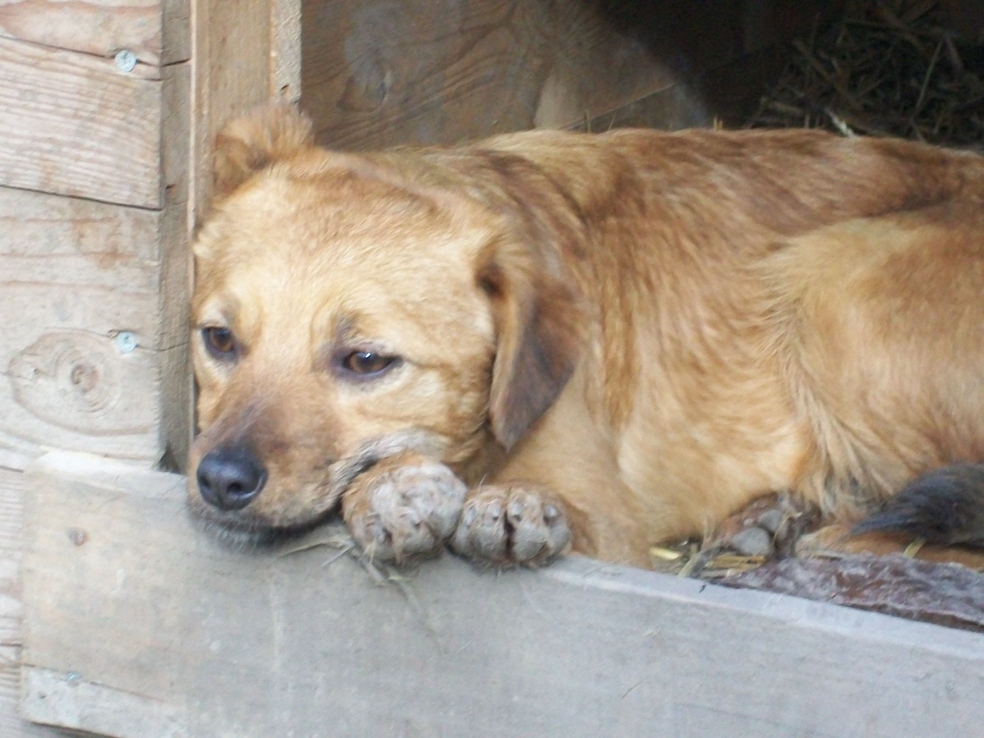 Julchen vermittelt Schutzhof für Hunde, Rumänien Hundevermittlung