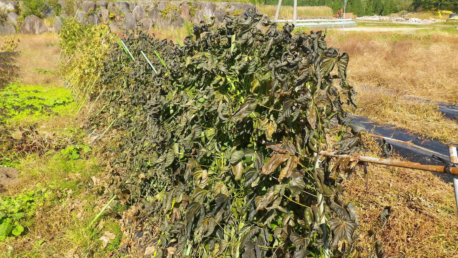 ムクナ豆 八升豆 えがおの畑