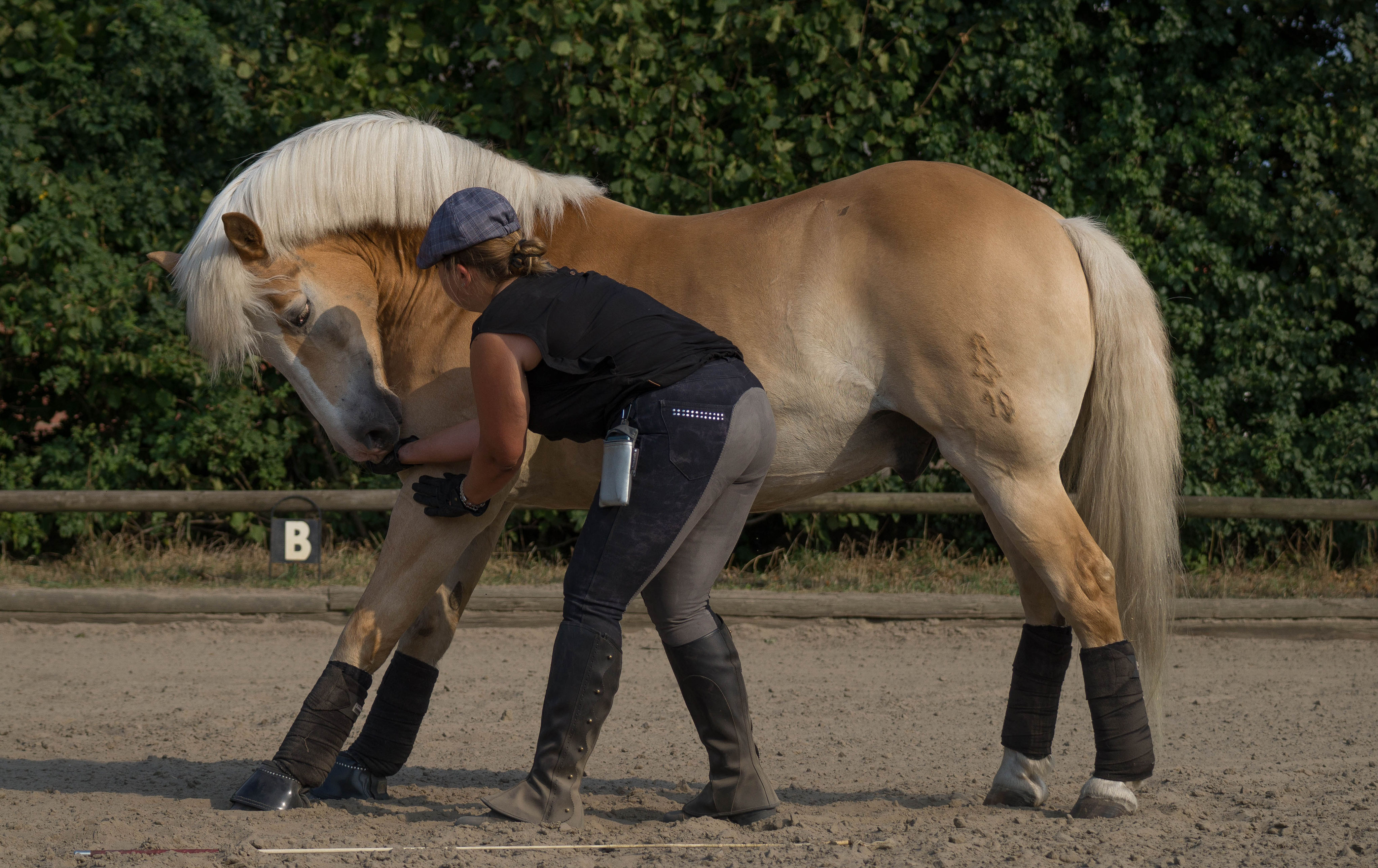 Zirzensik - Pferdausbildung vom Boden - Kommunikation mit System
