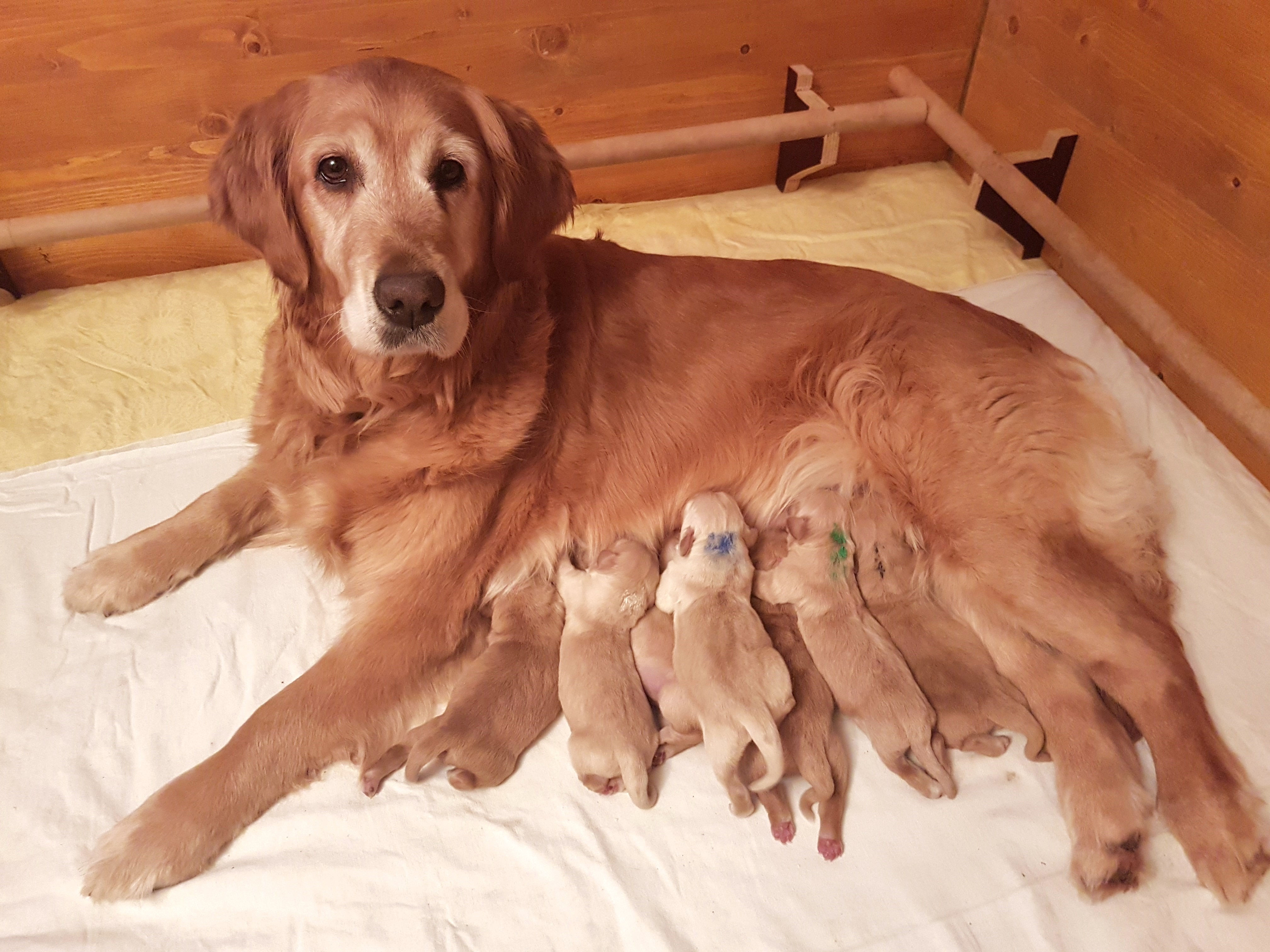 golden retriever schneeweiß aktuelle wurf