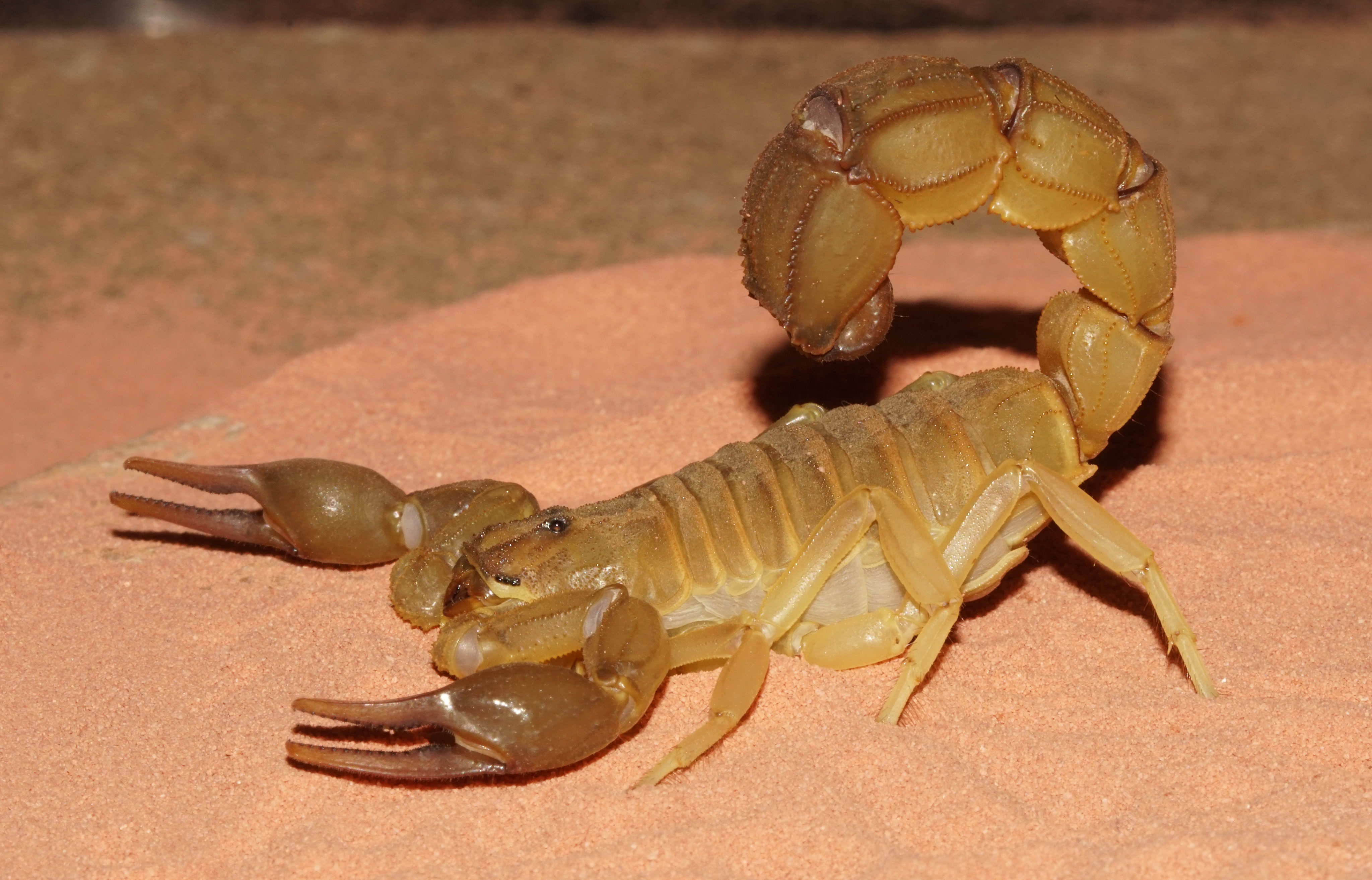 Androctonus buthidaes Webseite!