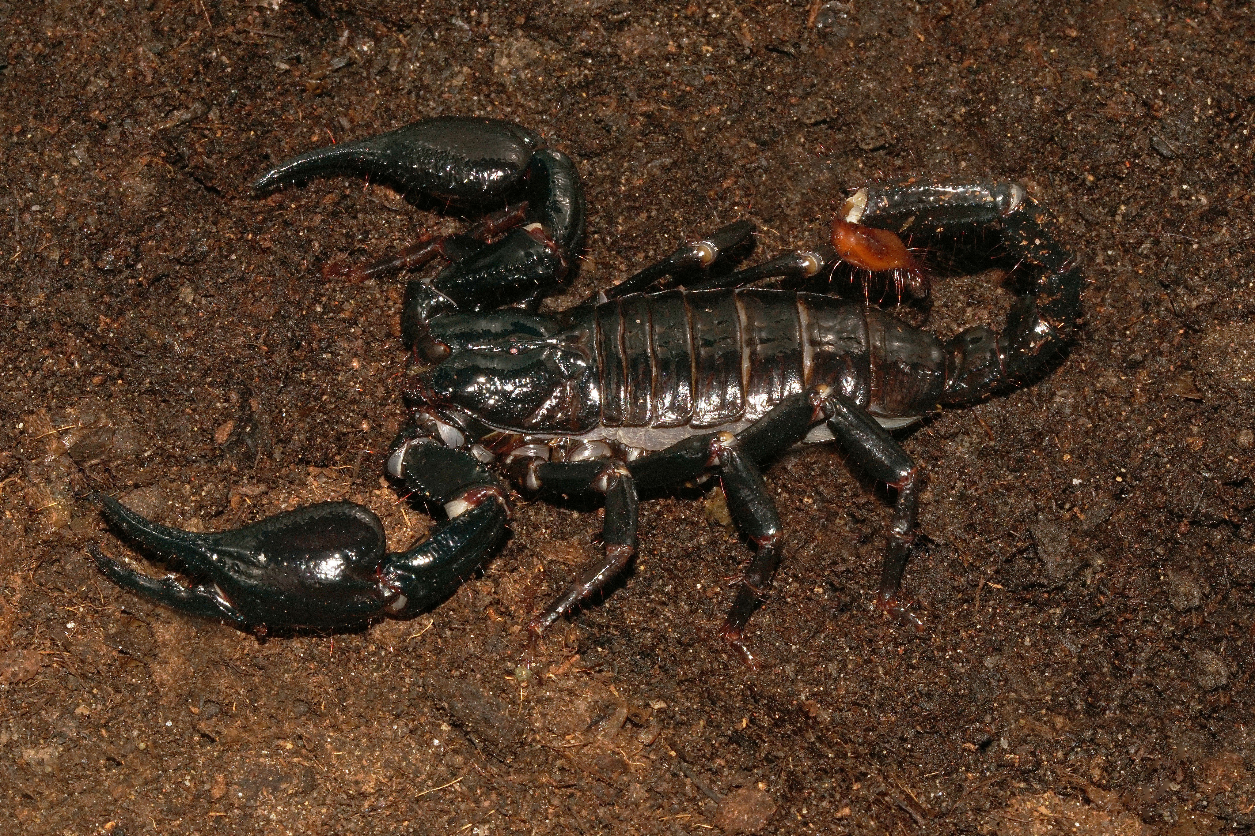 Heterometrus buthidaes Webseite!