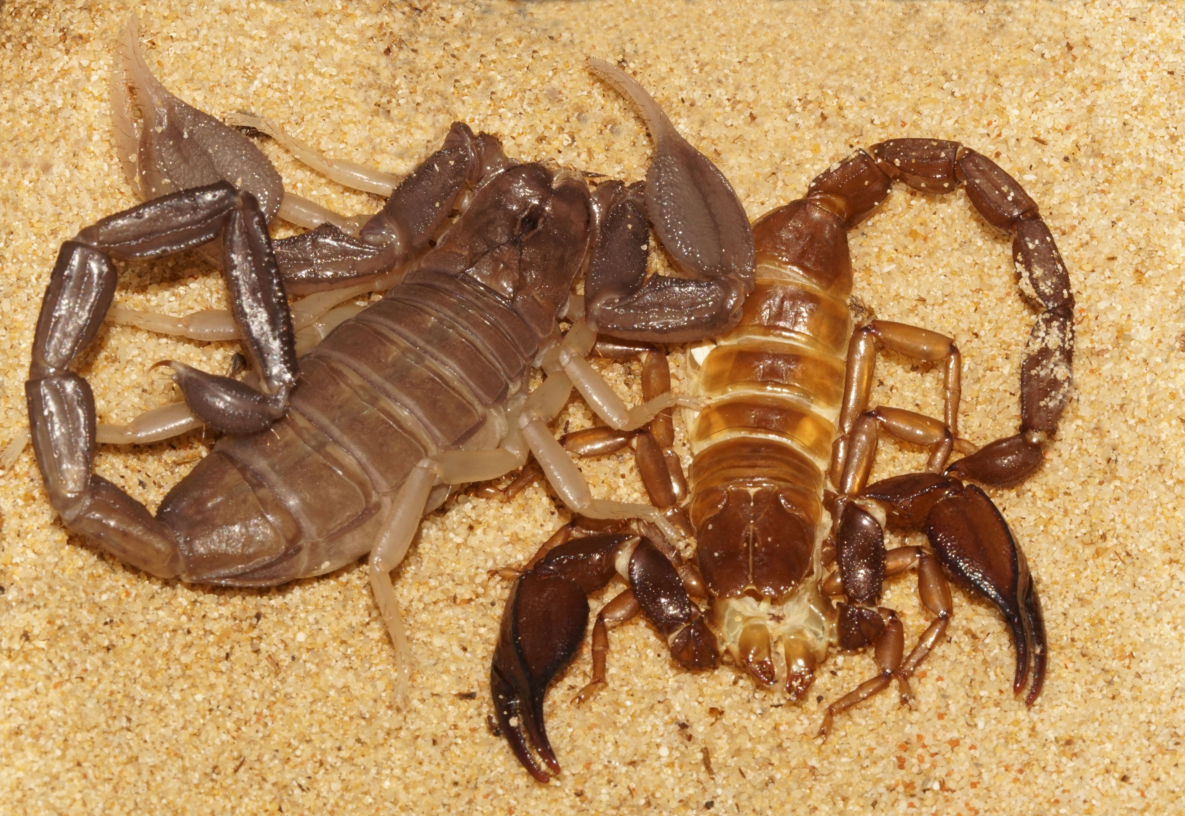 Nebo buthidaes Webseite!