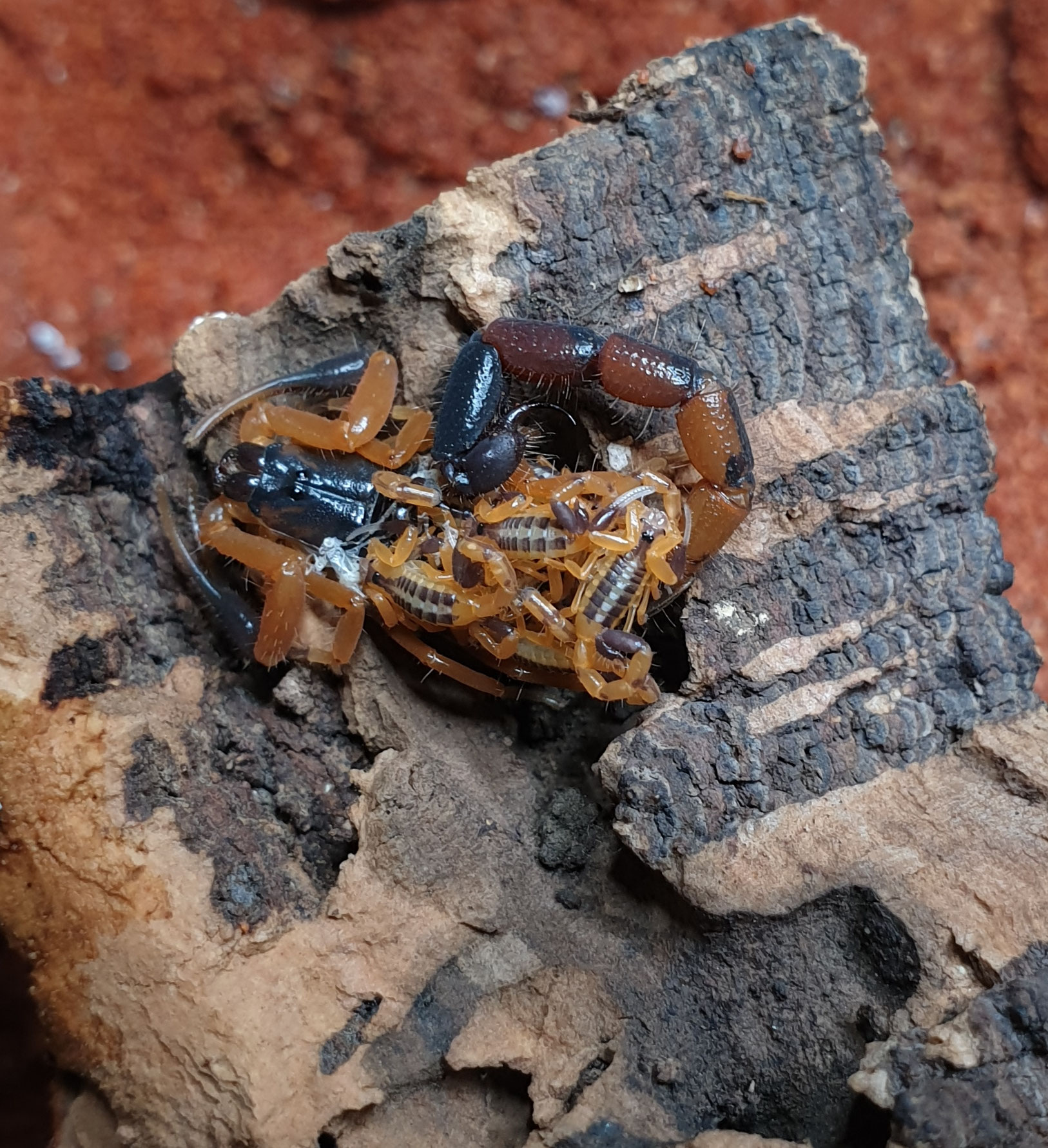 Uroplectes buthidaes Webseite!