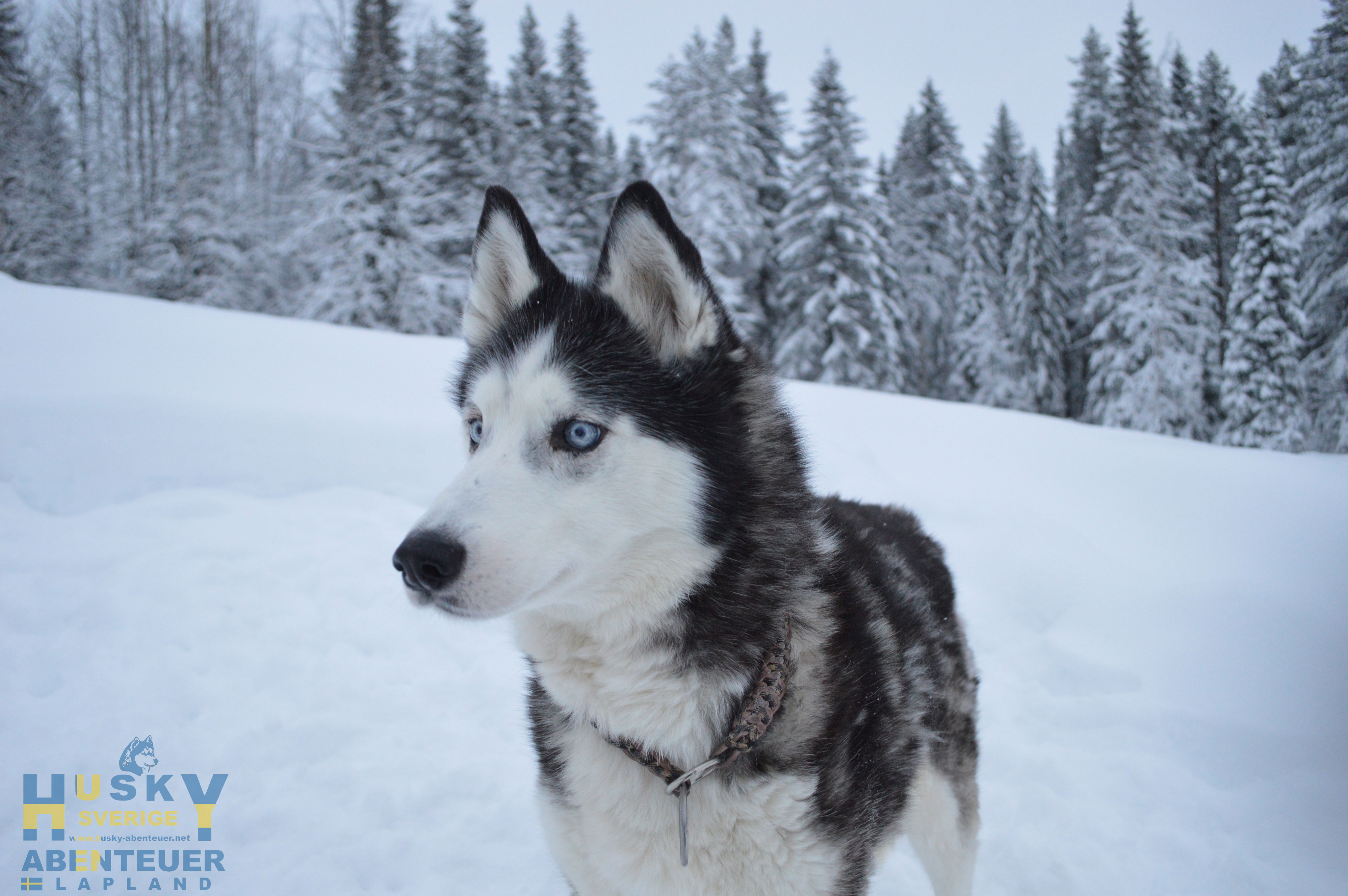 Quebec Husky Abenteuer Rönnliden, Schweden Lappland