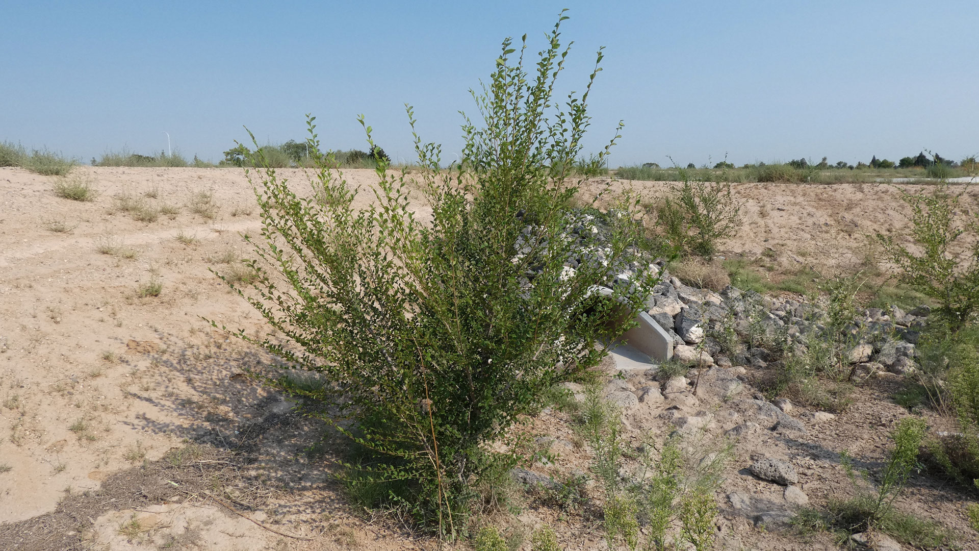 New Mexico Trees Elm Family dogofthedesert
