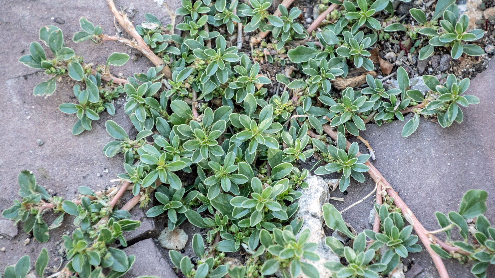 china doll plant Buy China Doll Plant Large Online in India – Ugaoo