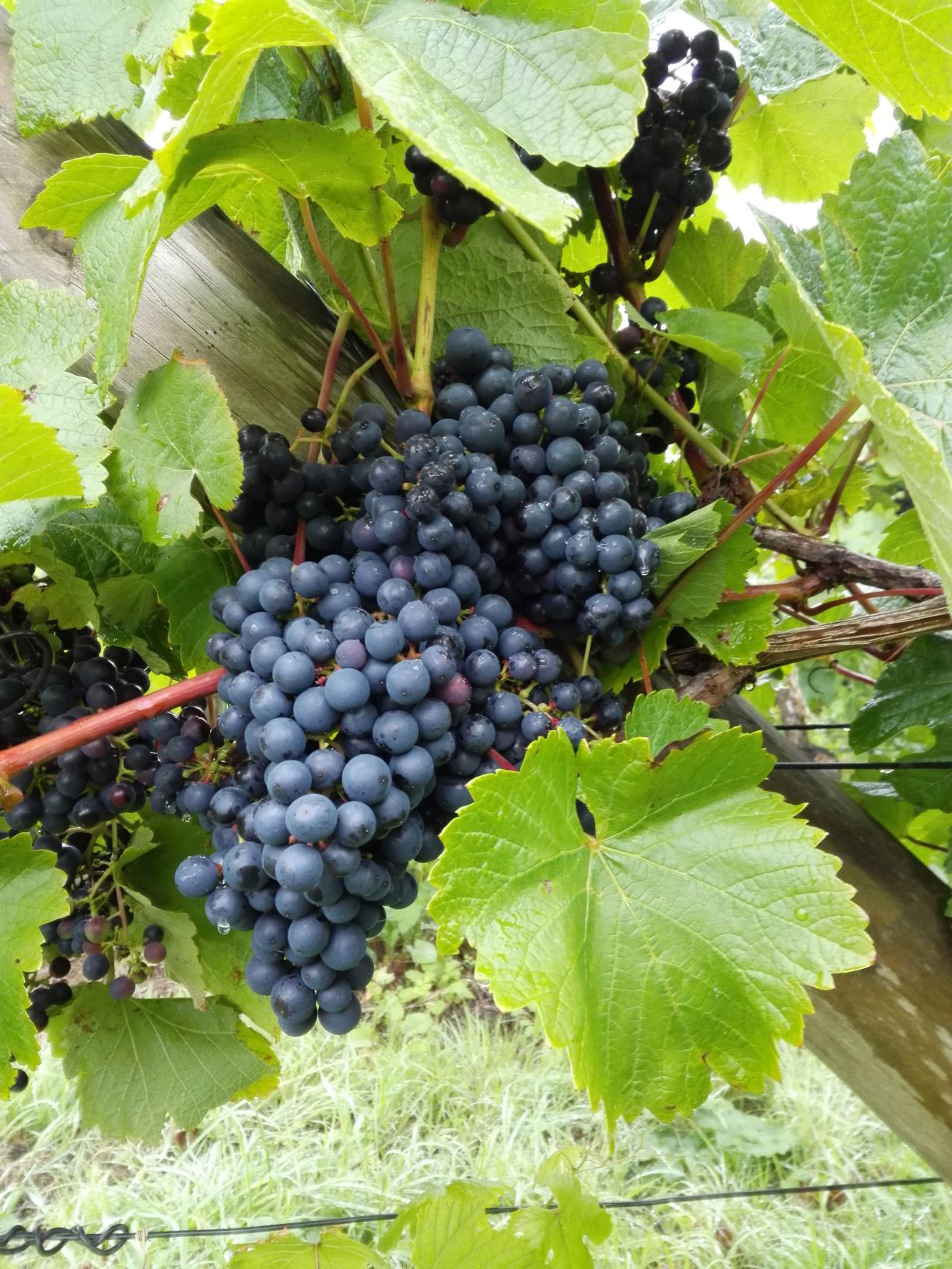 Irish wine from sustainable viticulture Thomas Walk Vineyard Irish