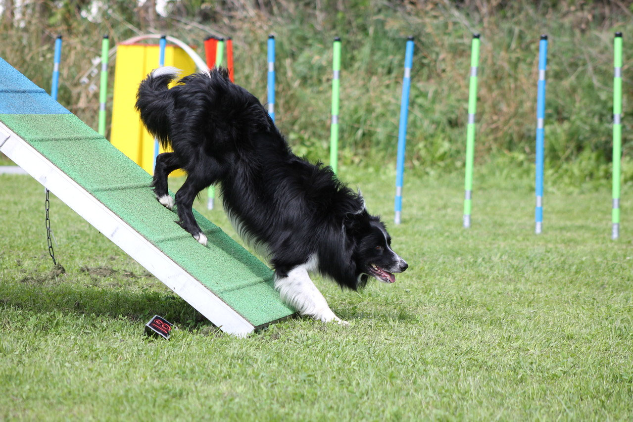 Agility menschhundzentrums Webseite!
