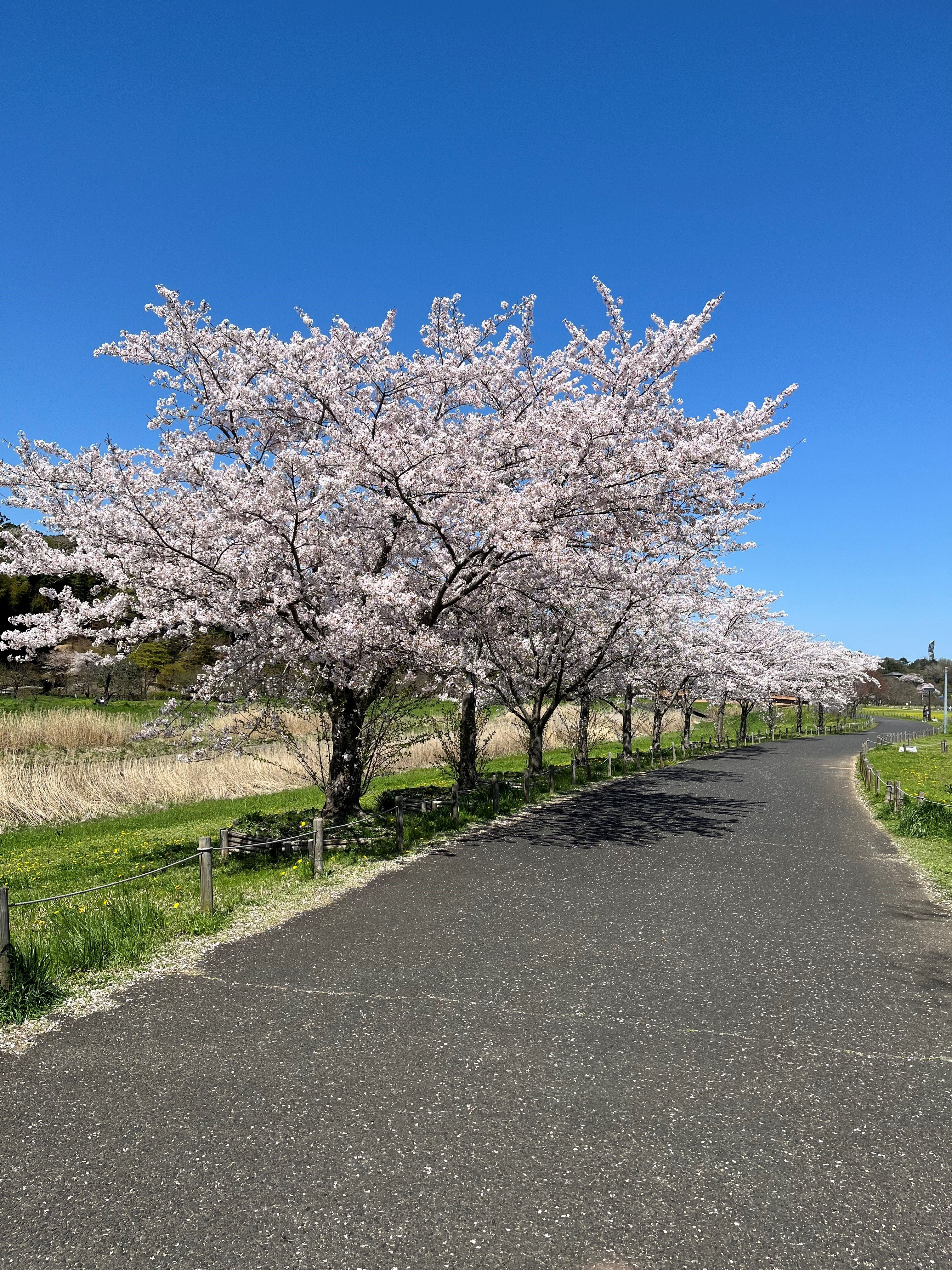 桜満開 水戸の桜満開！ - 池田木工 水戸