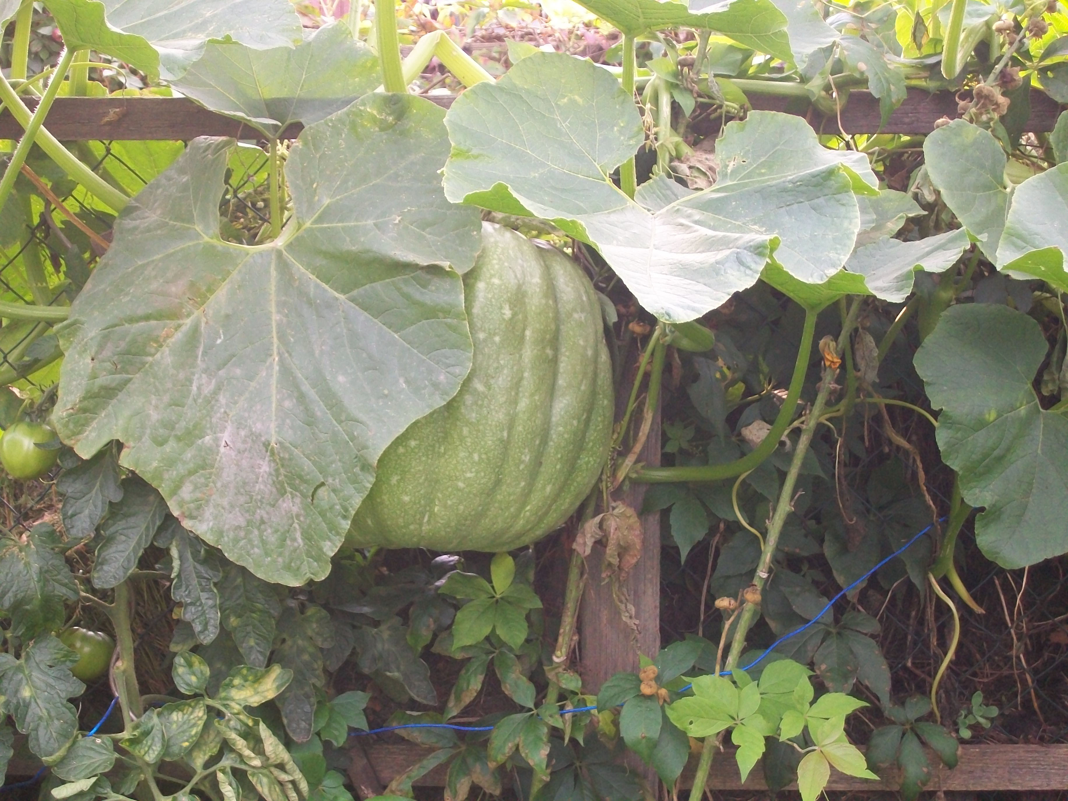 Kürbis - aus-meinem-garten
