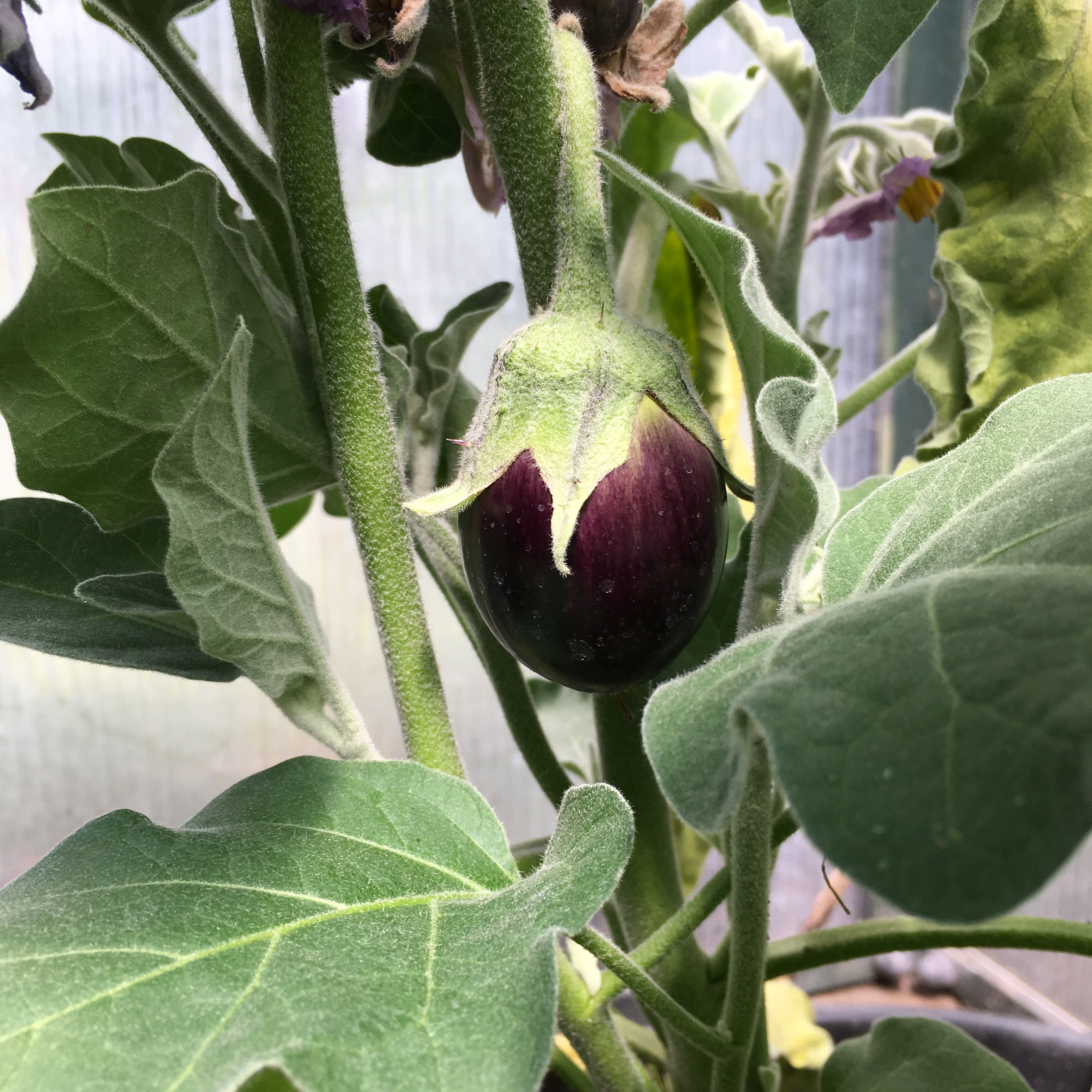 Aubergine ausmeinemgarten