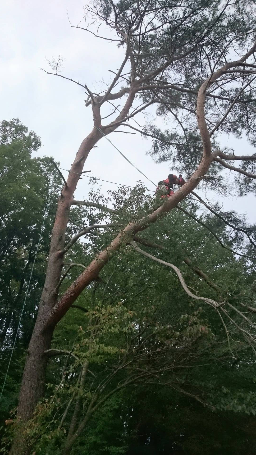 極端な偏心木の伐採。 - forest-fellows フォレストフェローズ