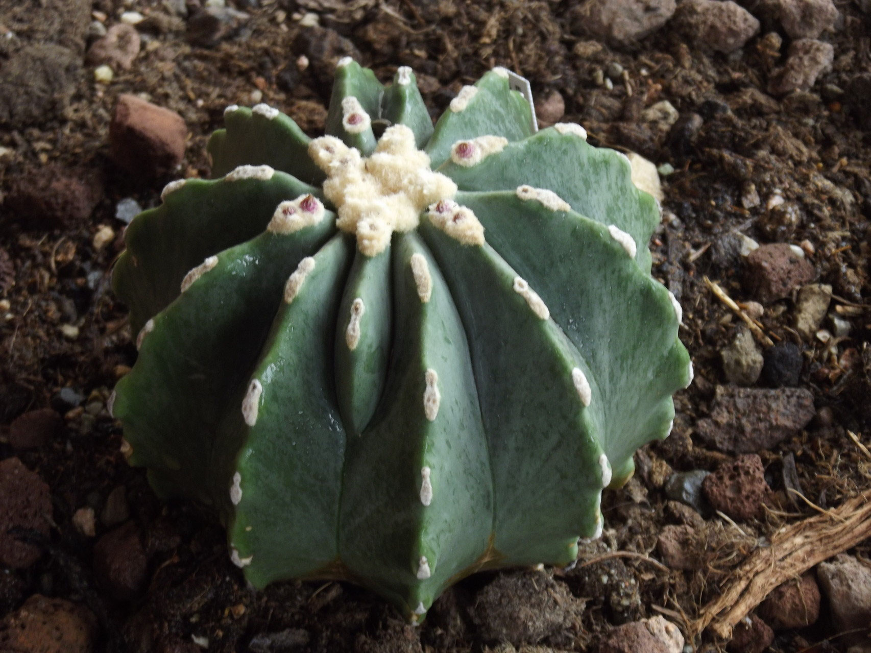 CÁCTUS AND SUCCULENTS WorldDesertReptilesBreedingStation