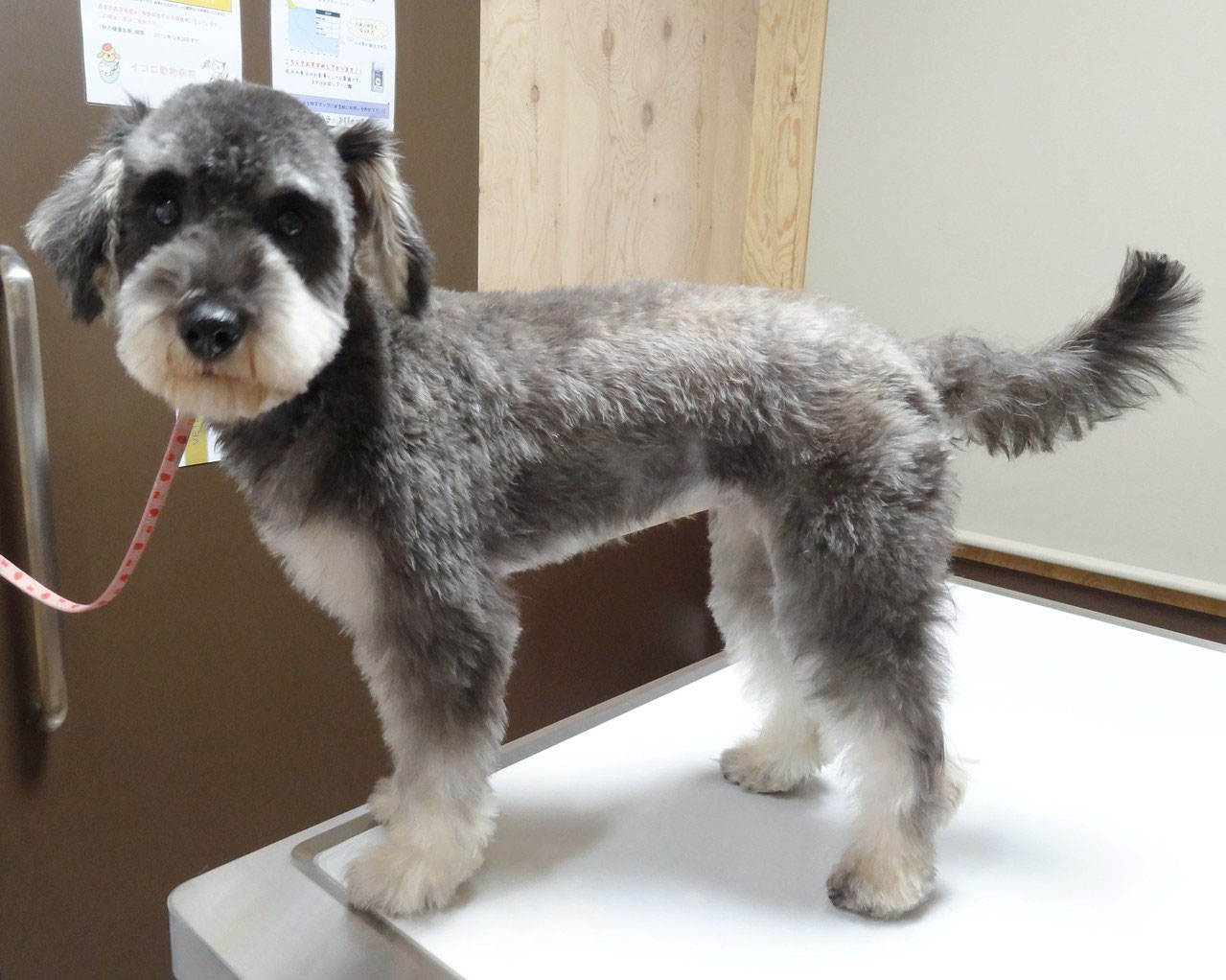 トリミングカット集 千歳市イコロ動物病院 北海道千歳市イコロ動物病院 飼主様からのお話の日常の小さな事がペットの病気のヒントです