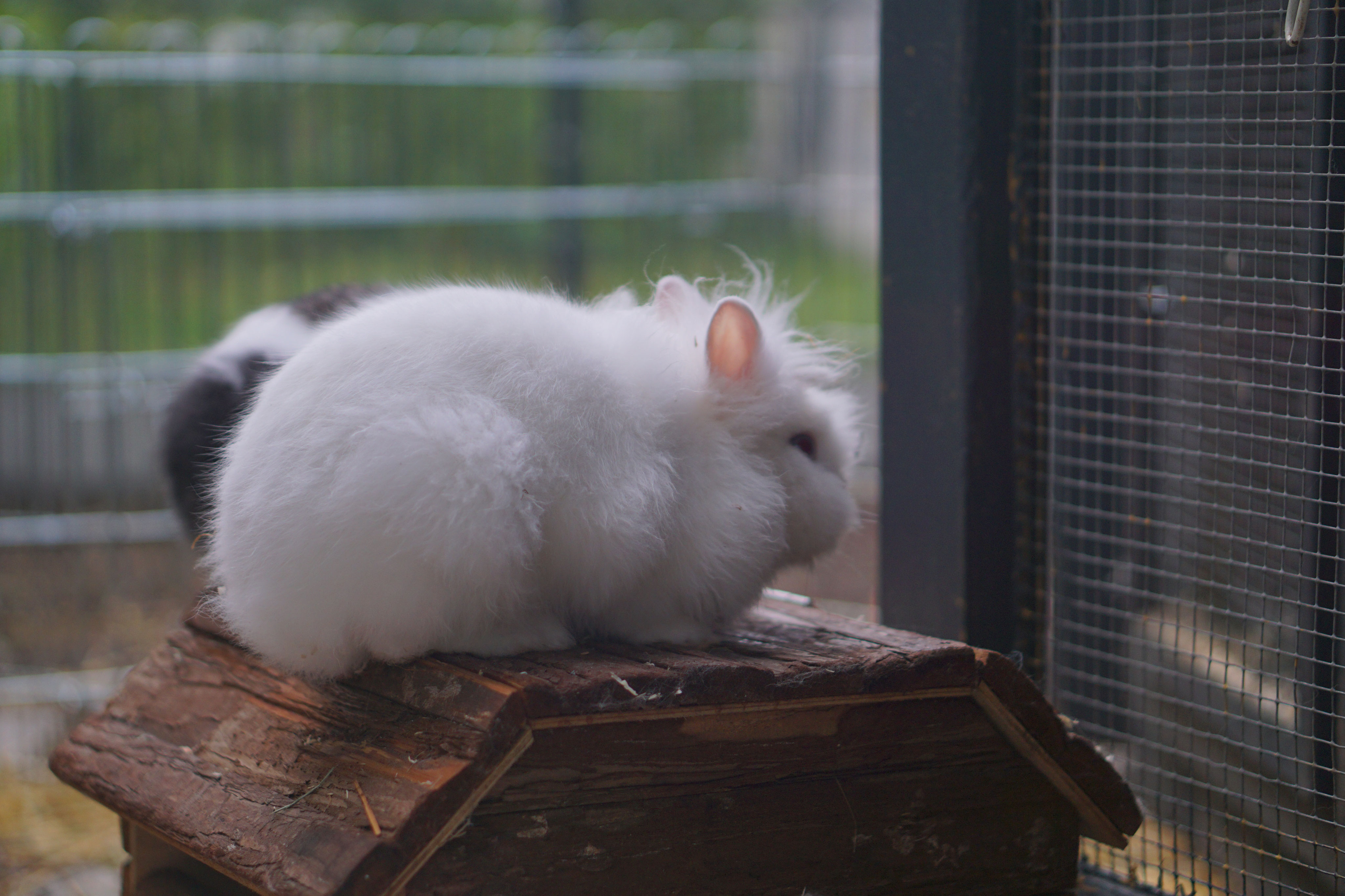 Kaninchen Erstausstattung Kaninchenpfotchen Kaninchen Blog