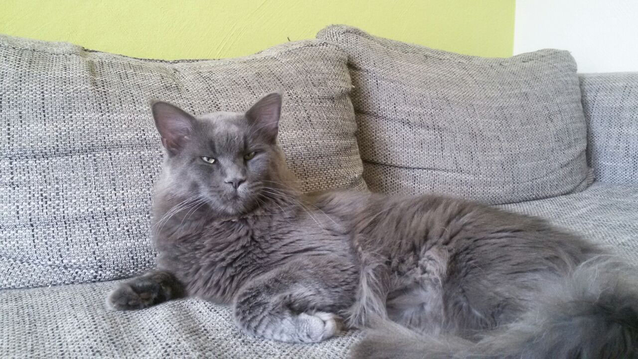 Kater - Maine Coon von Mietz-Wohnung