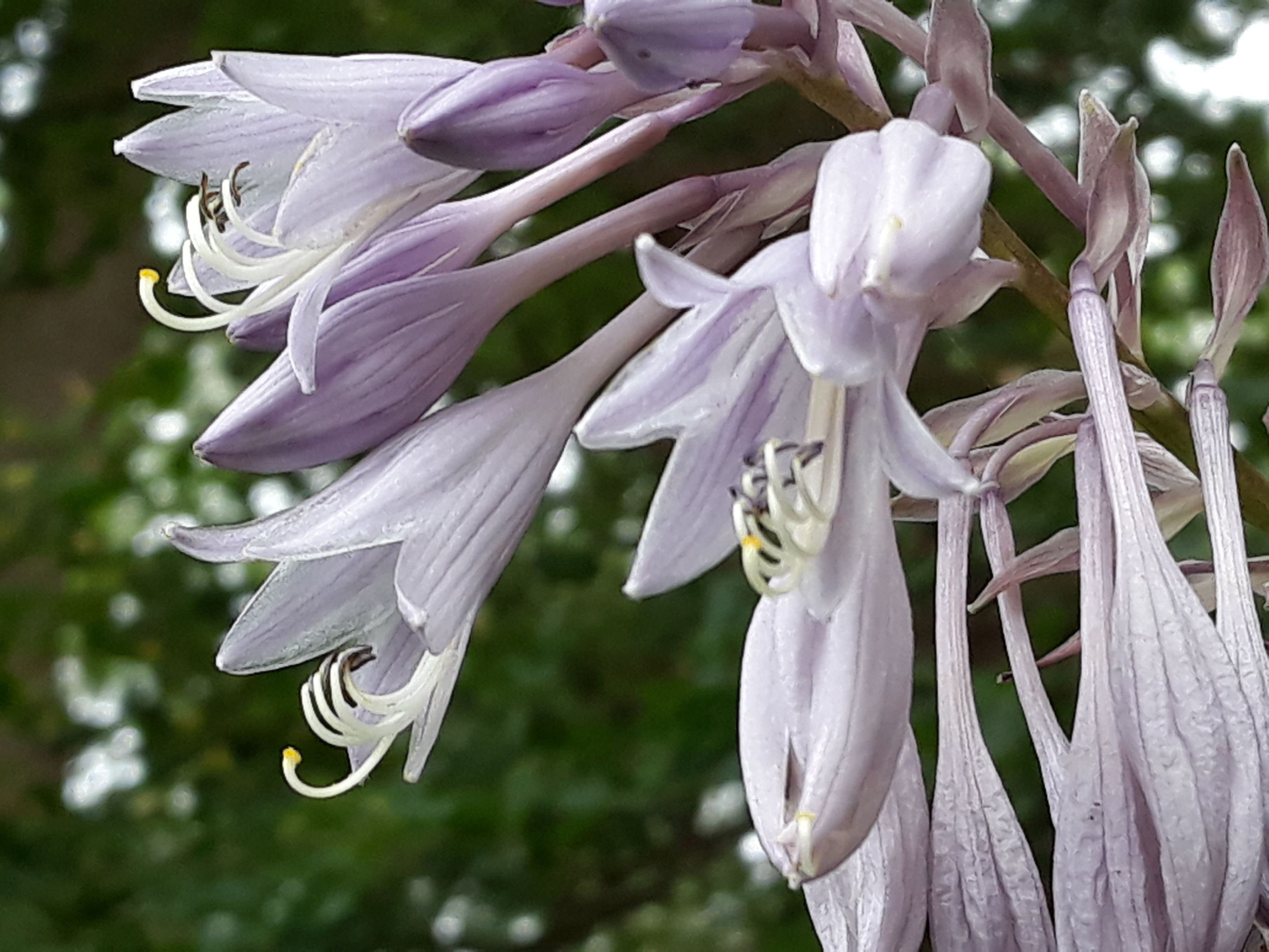 Hosta 'Valley's Chute The Chute' - Hosta - Hostafreund