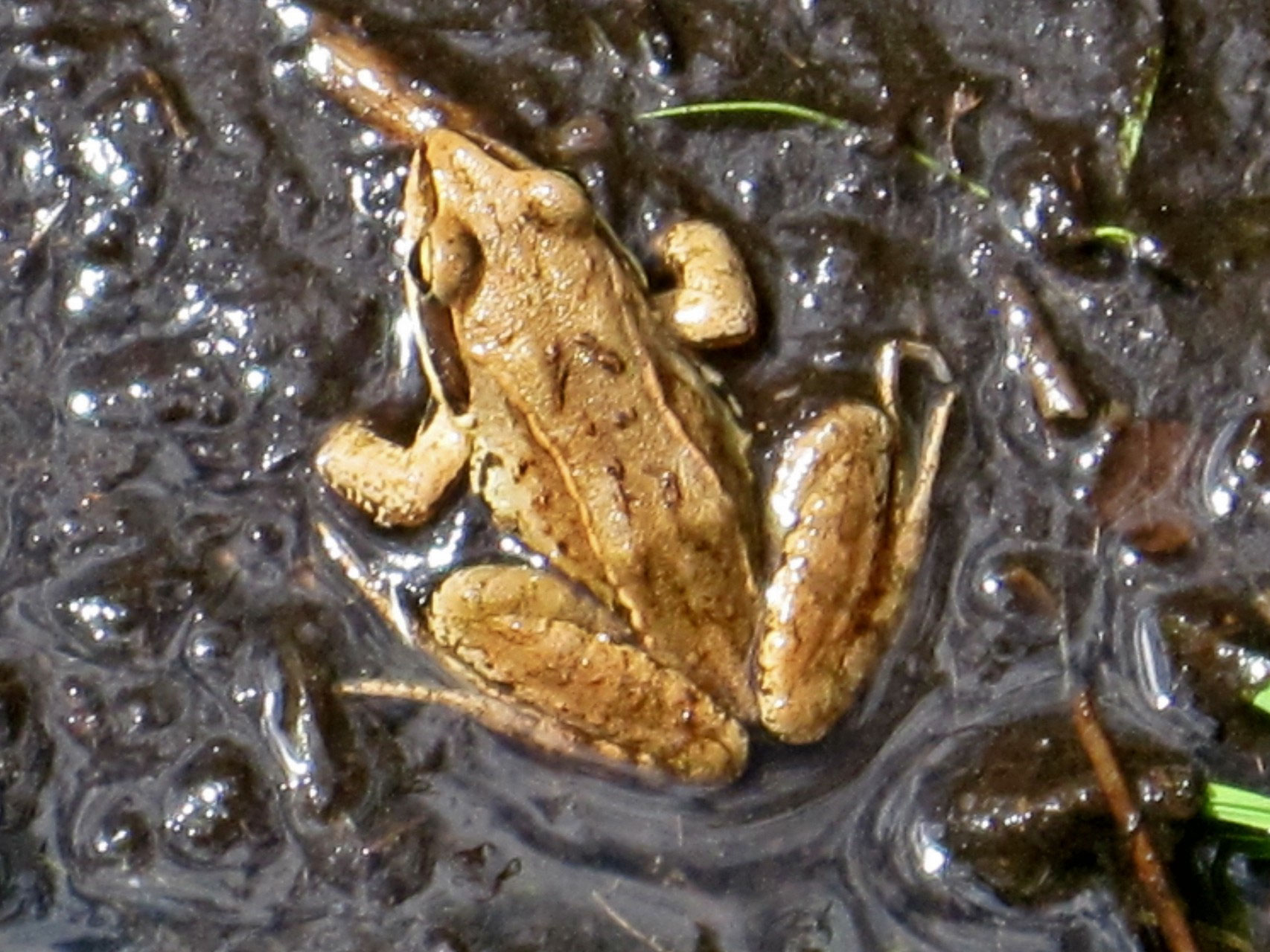 Amphibien und Reptilien moortalks Webseite!