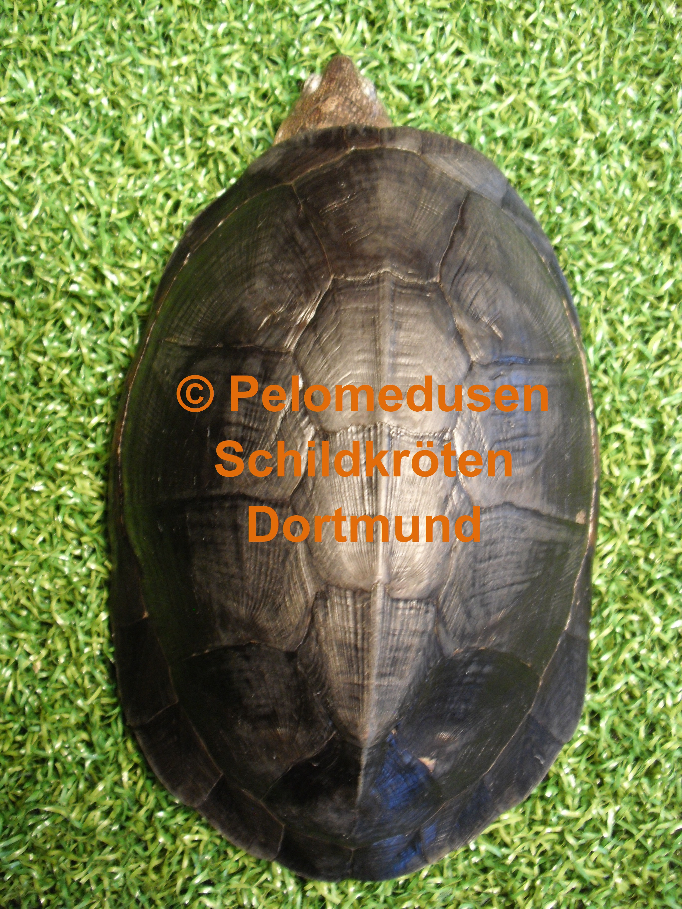 Pelusios carinatus pelomedusendortmunds Webseite!