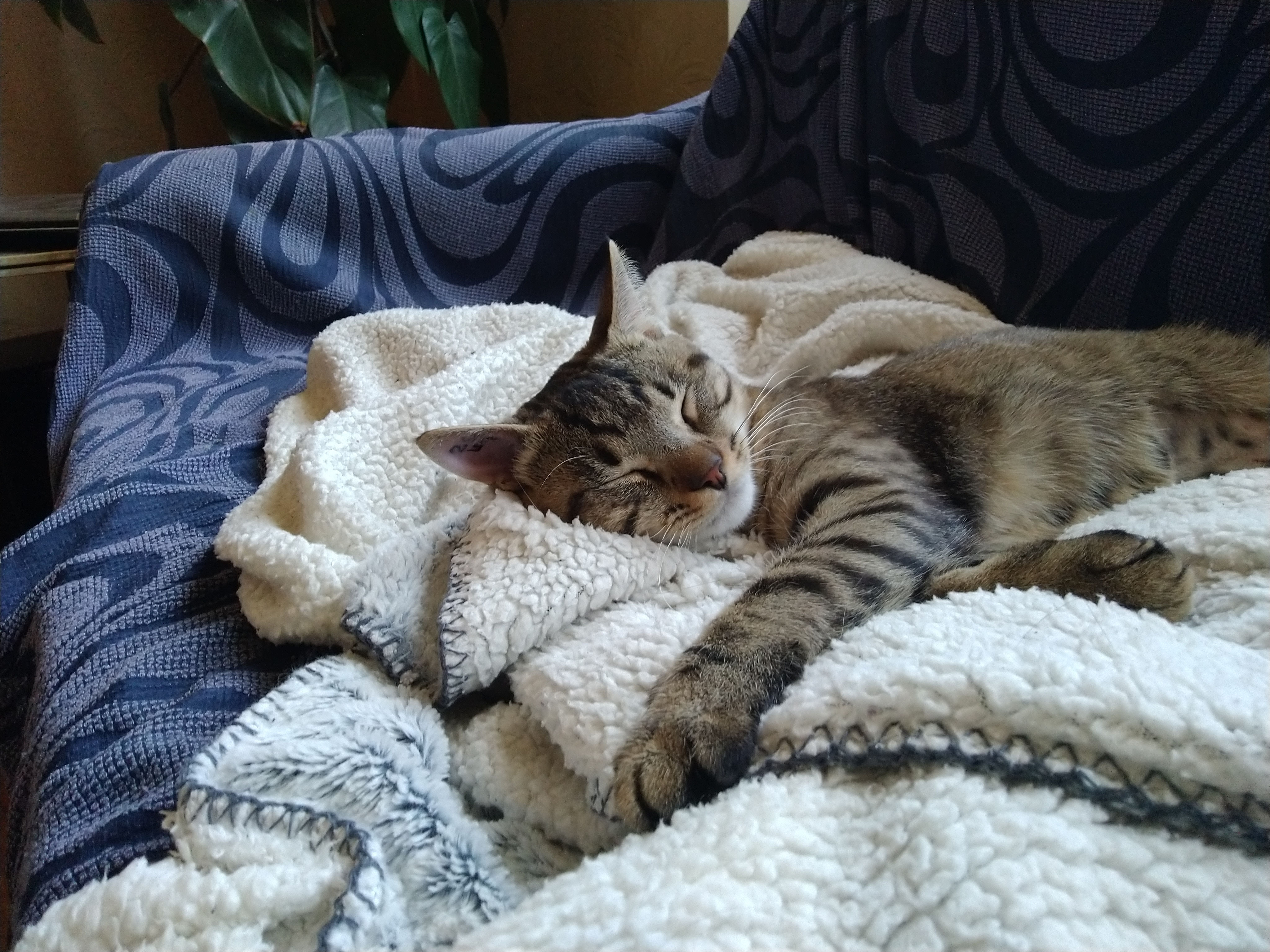 Les Chats De L Arche 41 Les Chats De L Arche 41 | AUTOMASITES