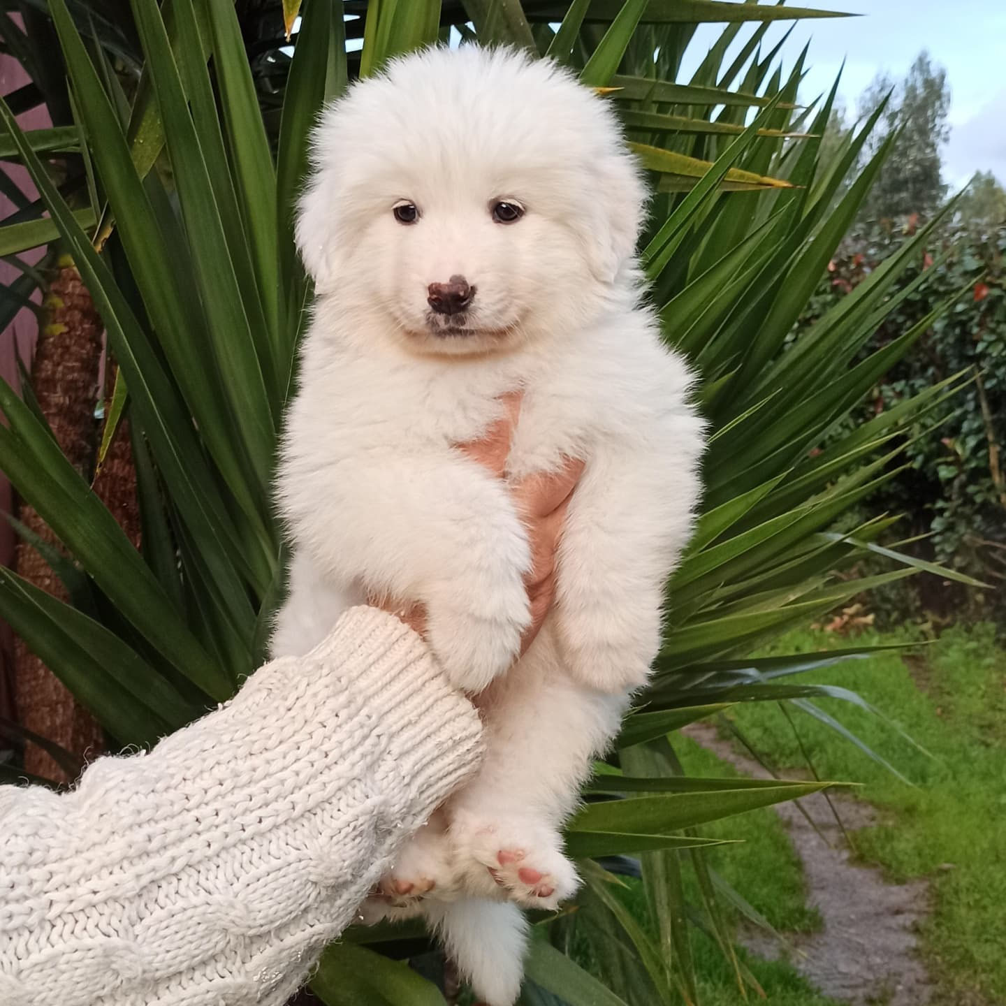como son los perros de los pirineos