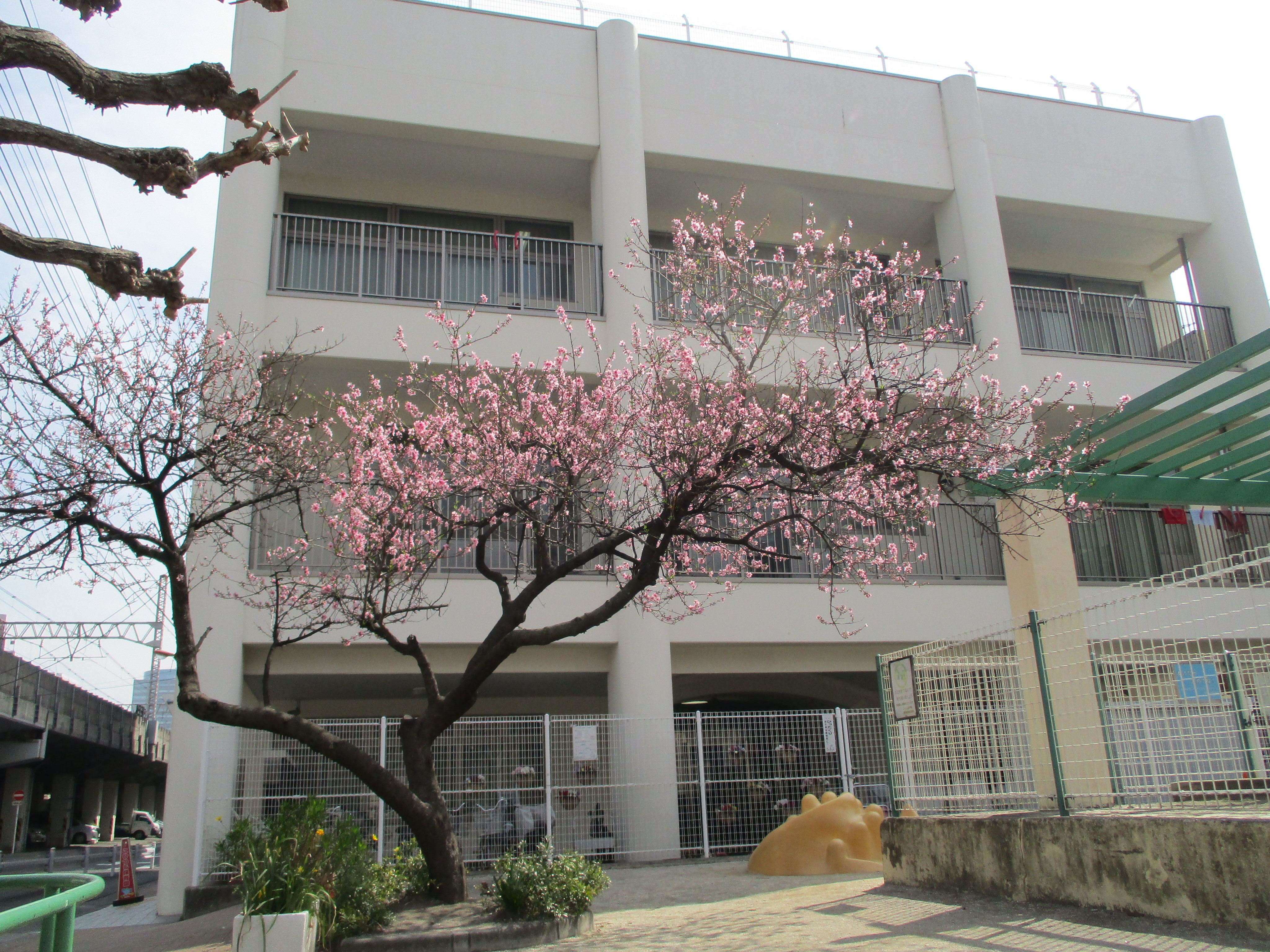引用: こひつじ保育園