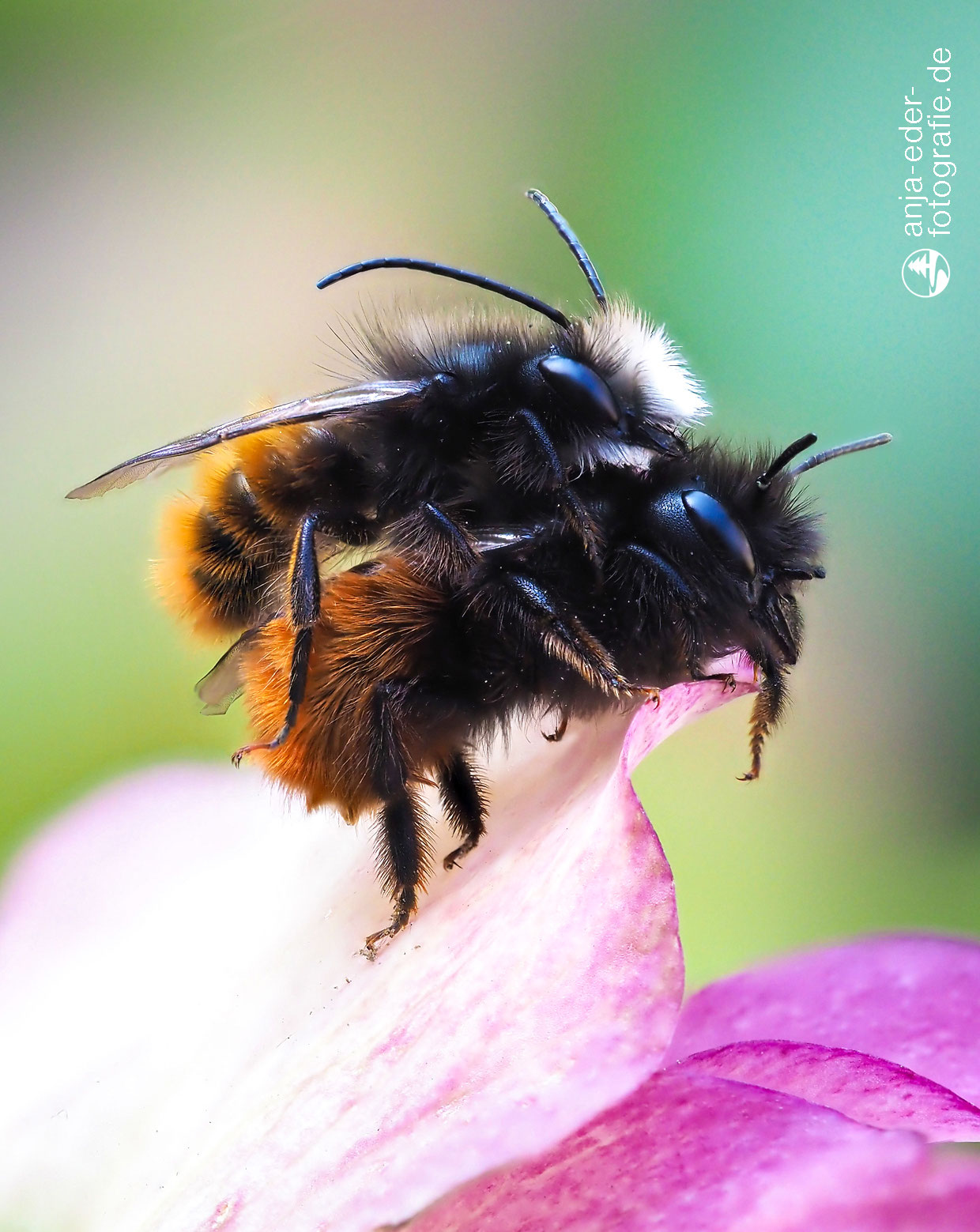 Wildbienen wildbienengarten Webseite!